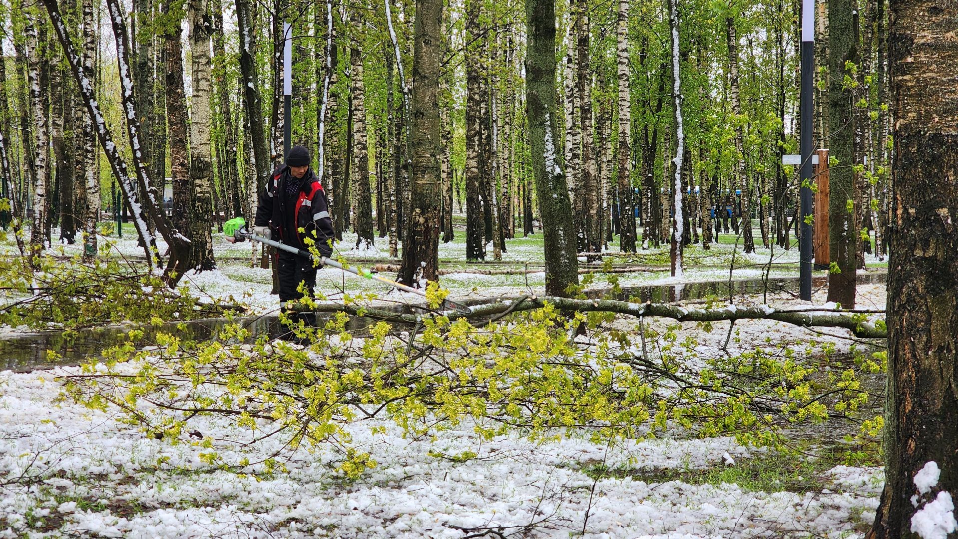 последствия непогоды, упавшие деревья, Лобня, Парк,