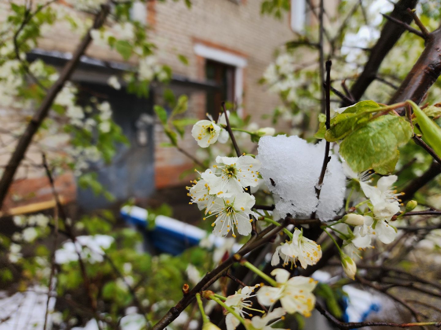 красноармейск, городской округ пушкинский, скандинавский циклон, майский снег, ликвидация последствий непогоды,