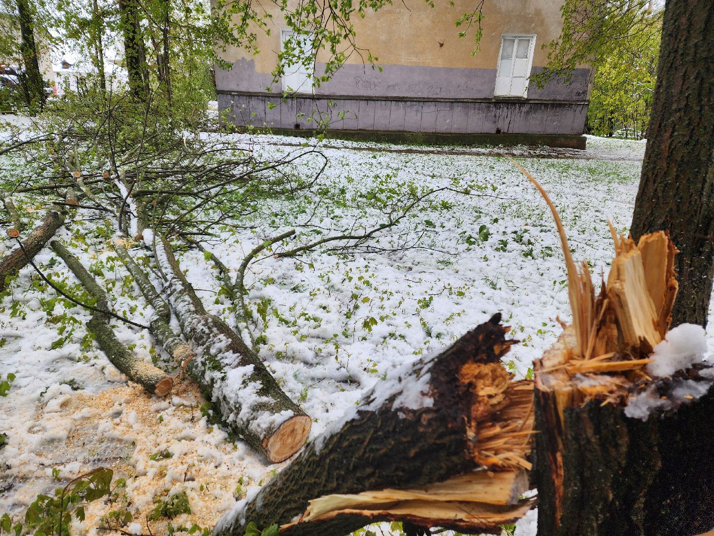 красноармейск, городской округ пушкинский, скандинавский циклон, майский снег, ликвидация последствий непогоды,