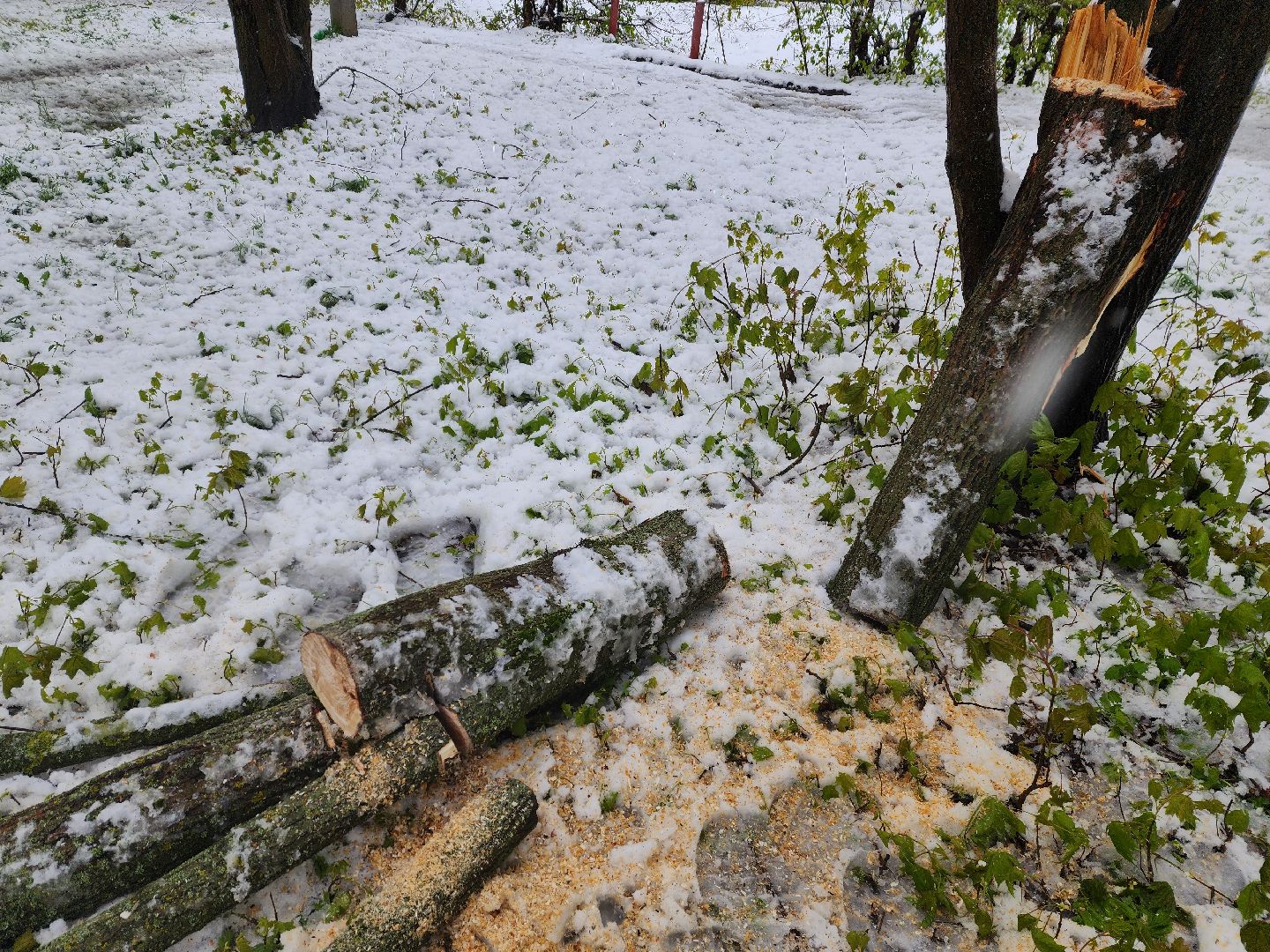красноармейск, городской округ пушкинский, скандинавский циклон, майский снег, ликвидация последствий непогоды,