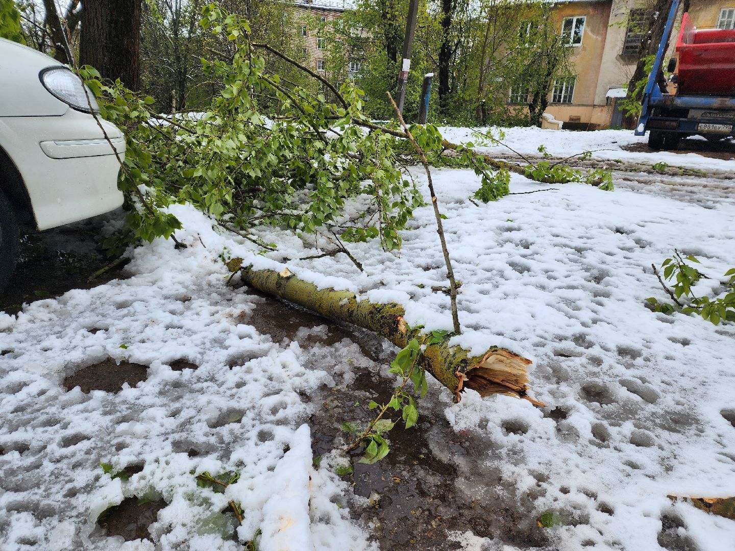 красноармейск, городской округ пушкинский, скандинавский циклон, майский снег, ликвидация последствий непогоды,