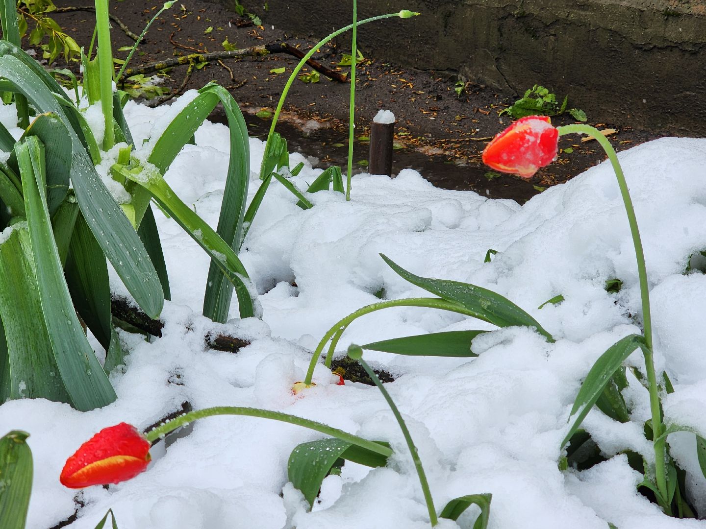 красноармейск, городской округ пушкинский, скандинавский циклон, майский снег, ликвидация последствий непогоды,