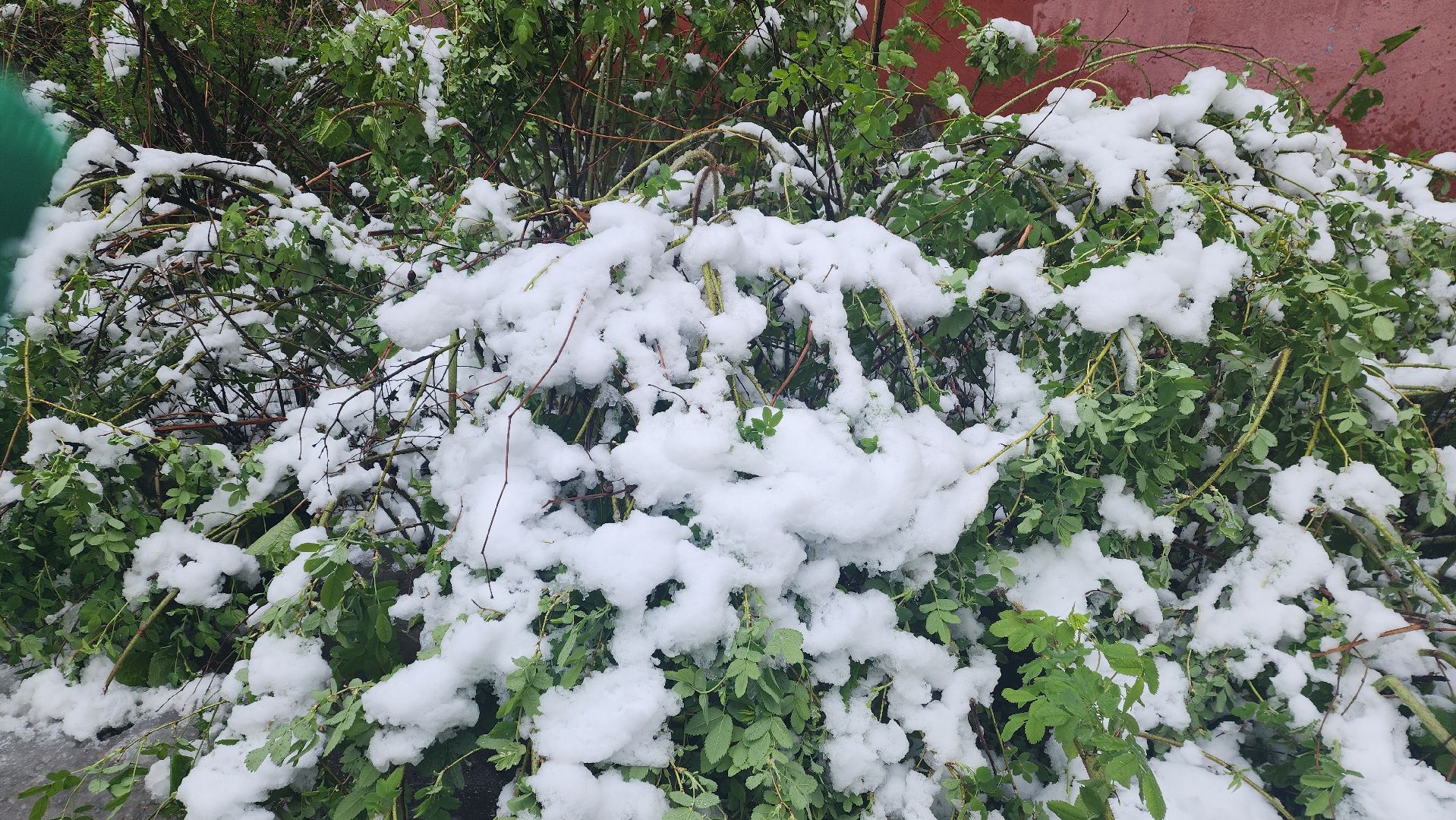 пушкино, ураган, снегопад, последствия непогоды, последствия снегопада, упало, упавшие деревья, коммунальная служба,