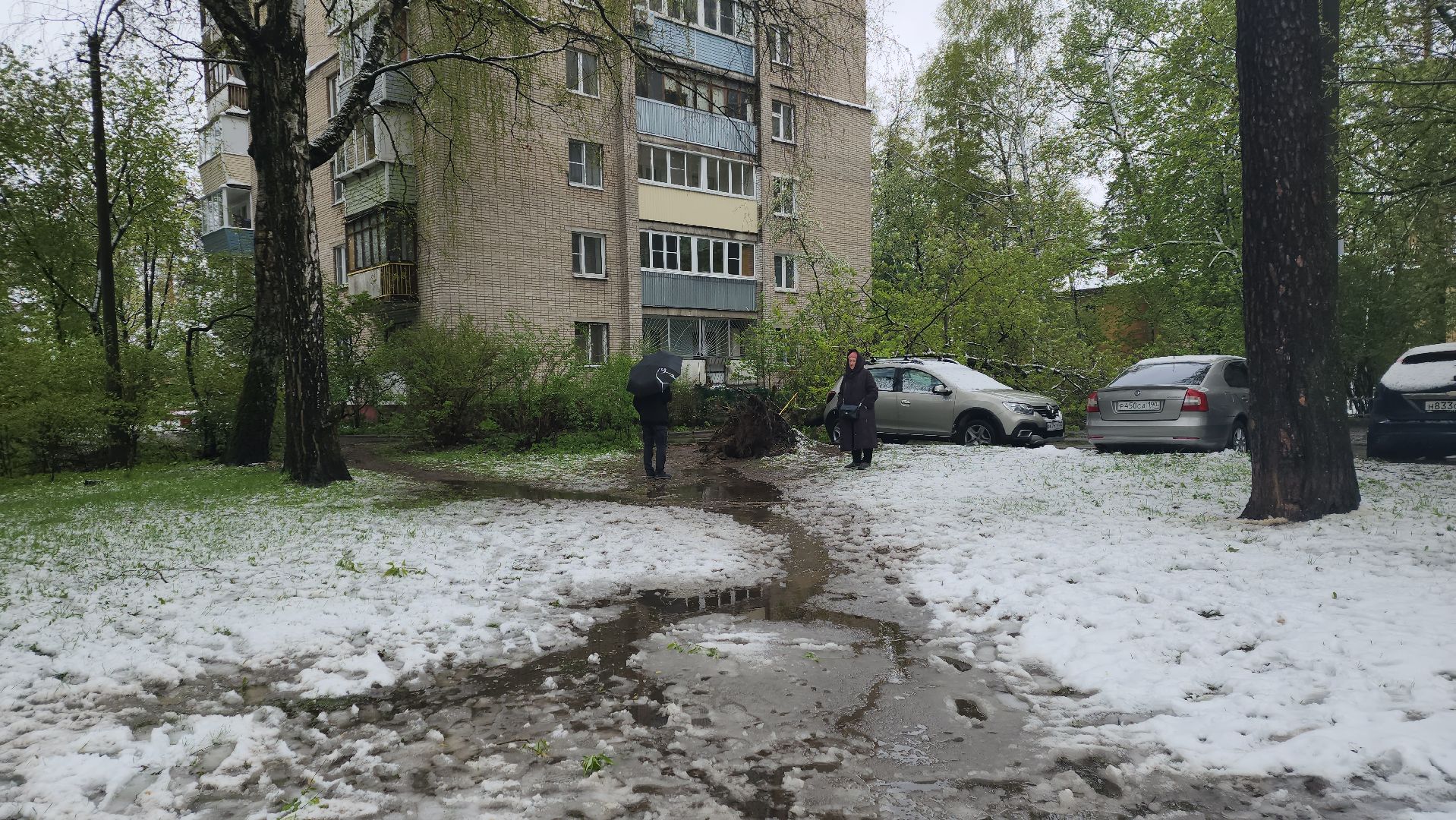 пушкино, ураган, снегопад, последствия непогоды, последствия снегопада, упало, упавшие деревья, коммунальная служба,