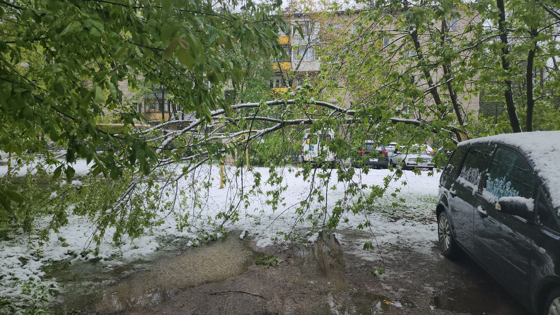 пушкино, ураган, снегопад, последствия непогоды, последствия снегопада, упало, упавшие деревья, коммунальная служба,