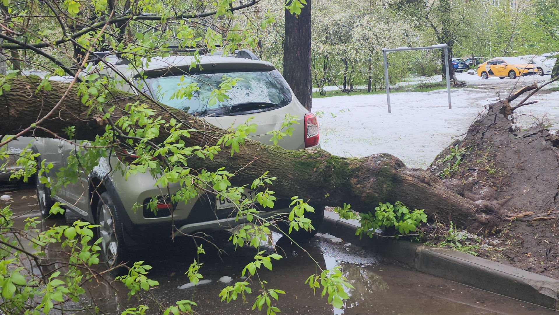 пушкино, ураган, снегопад, последствия непогоды, последствия снегопада, упало, упавшие деревья, коммунальная служба,