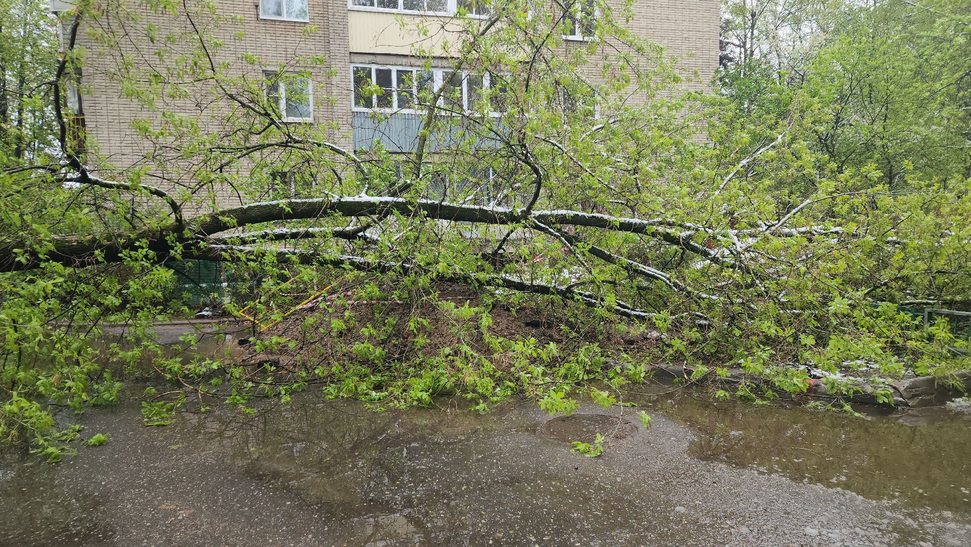 пушкино, ураган, снегопад, последствия непогоды, последствия снегопада, упало, упавшие деревья, коммунальная служба,