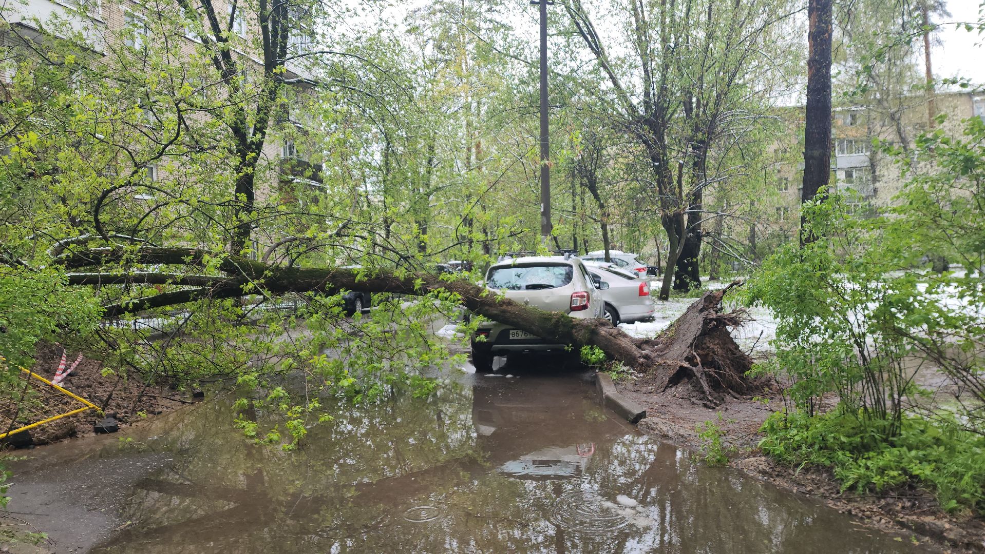 пушкино, ураган, снегопад, последствия непогоды, последствия снегопада, упало, упавшие деревья, коммунальная служба,
