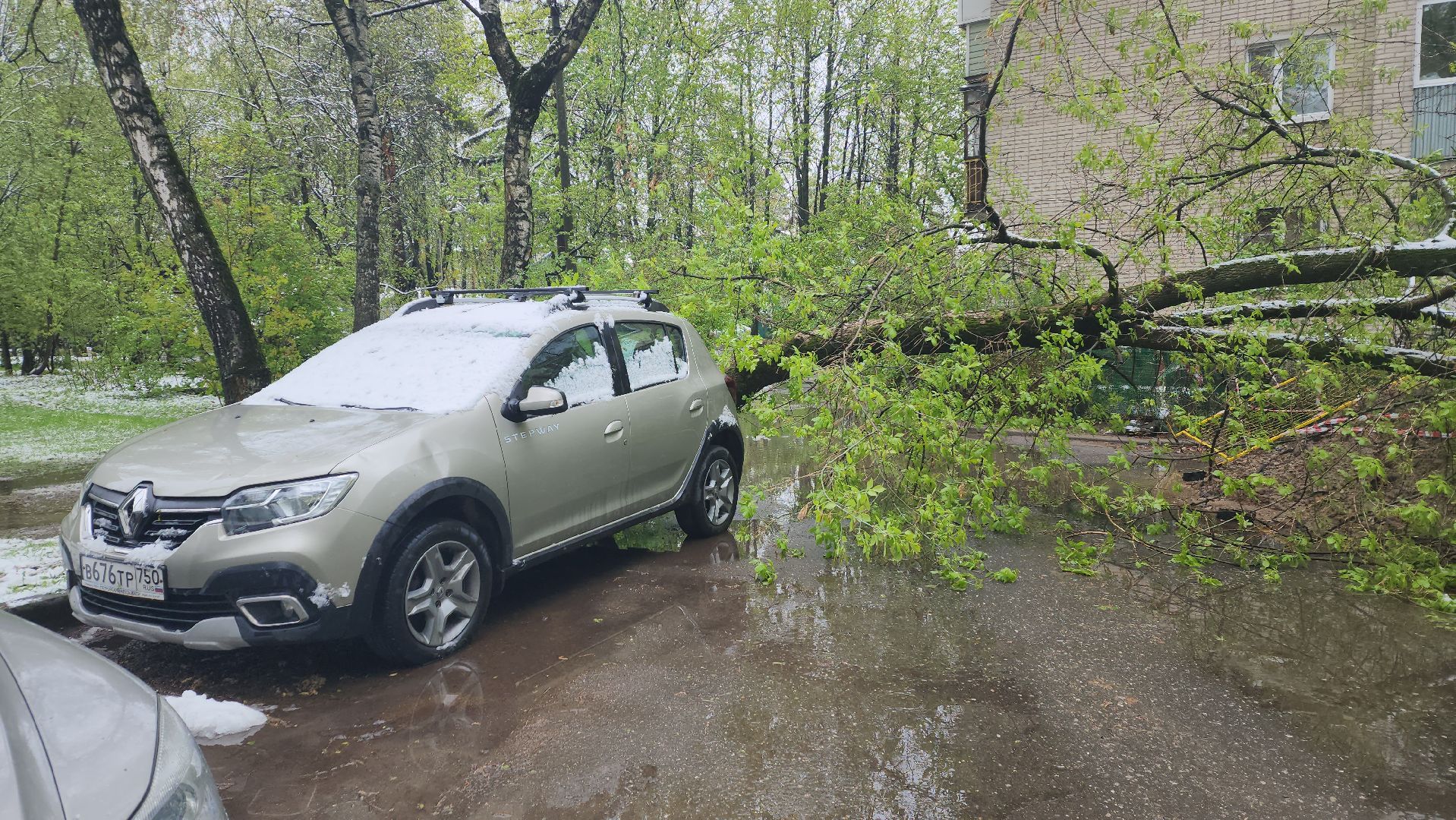 пушкино, ураган, снегопад, последствия непогоды, последствия снегопада, упало, упавшие деревья, коммунальная служба,