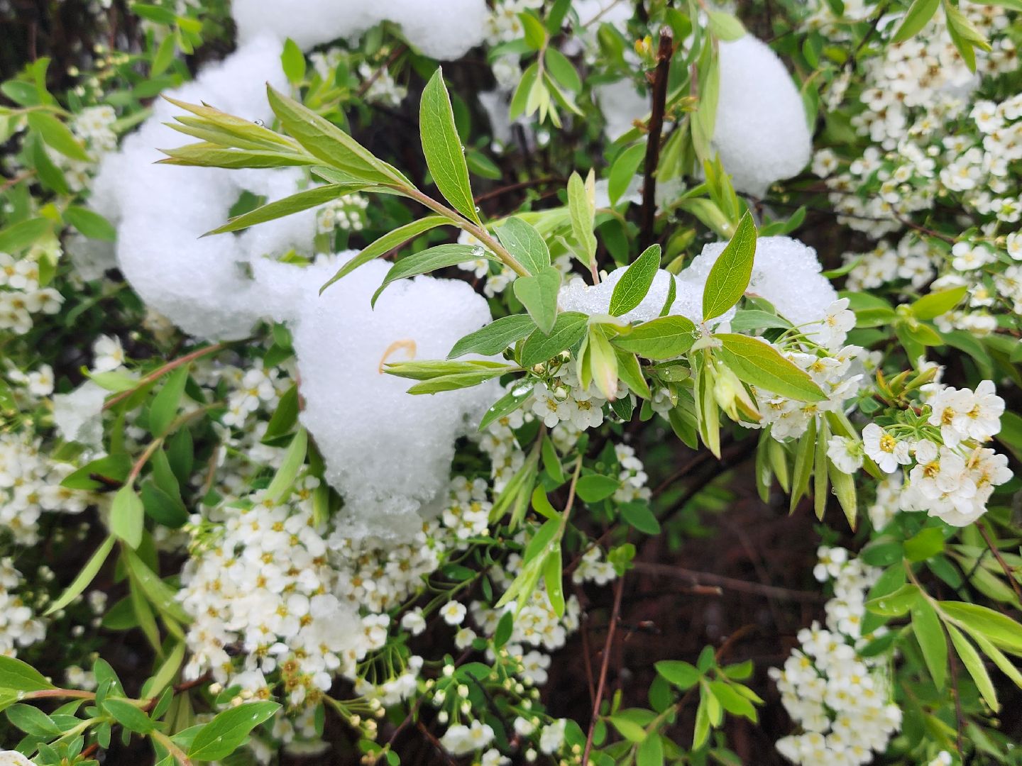 мытищи, снегопад,