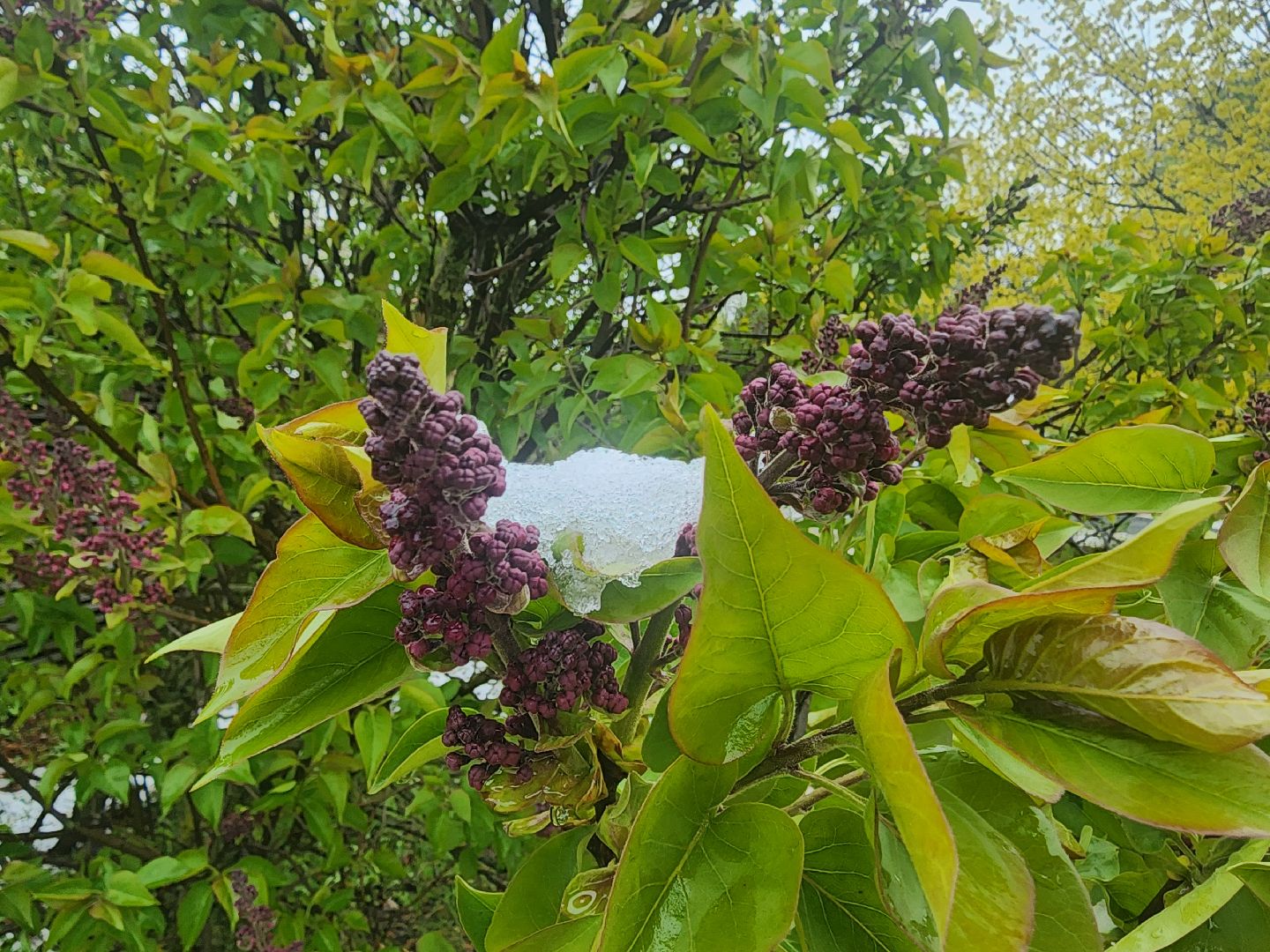 мытищи, снегопад,