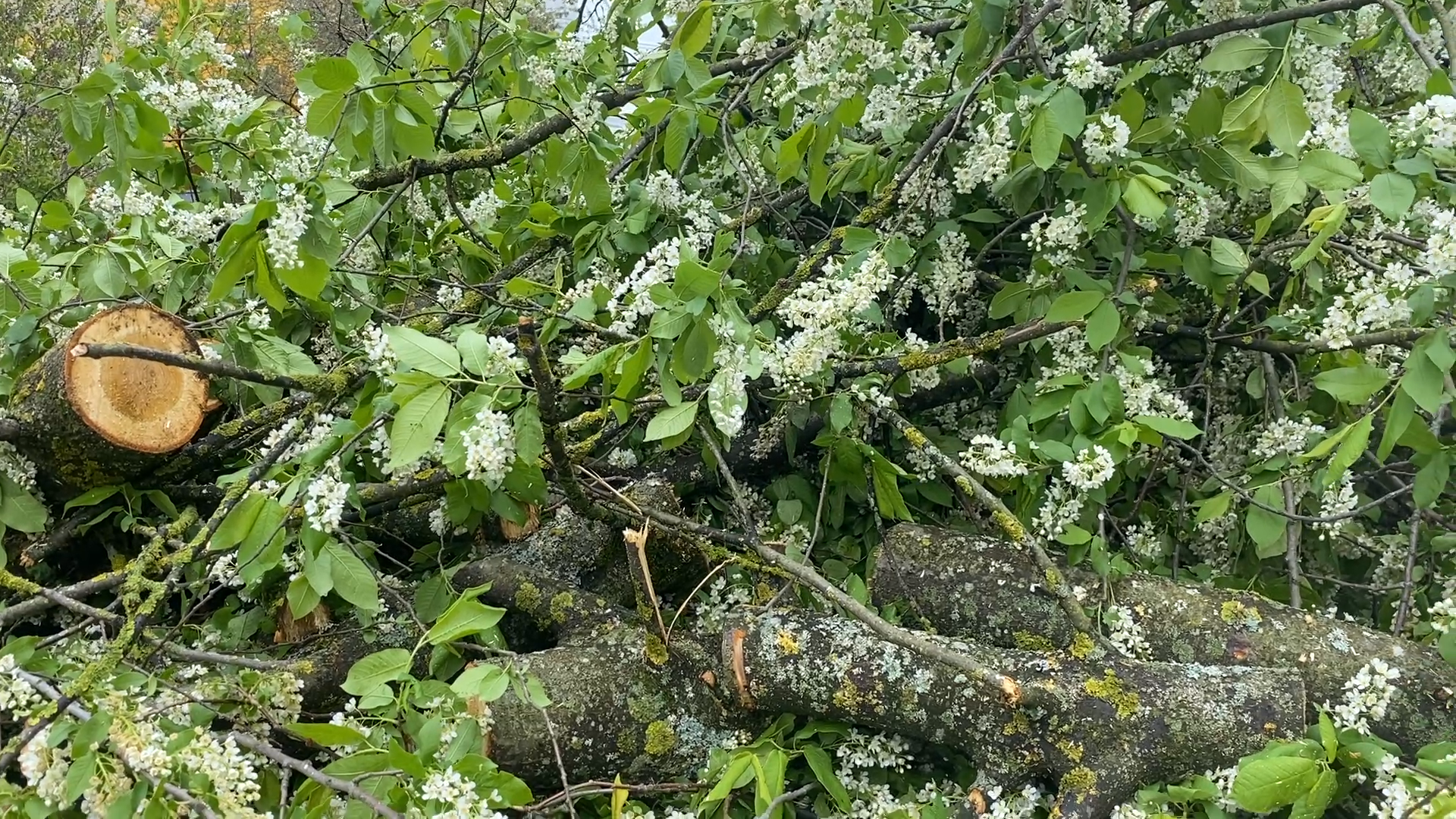 упало дерево, снег в мае,  стихия,  власиха коммунальные службы,