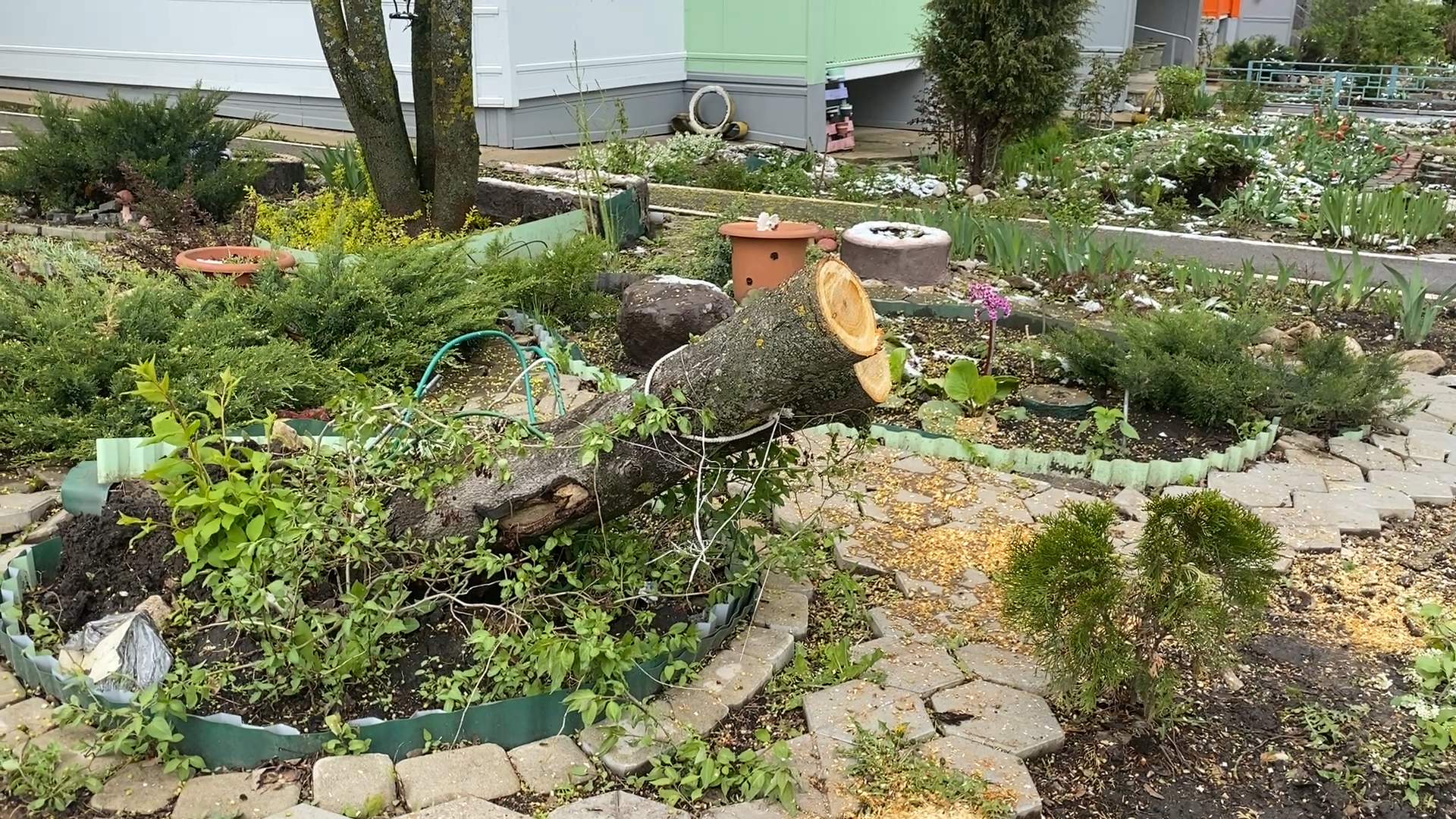 упало дерево, снег в мае,  стихия,  власиха коммунальные службы,