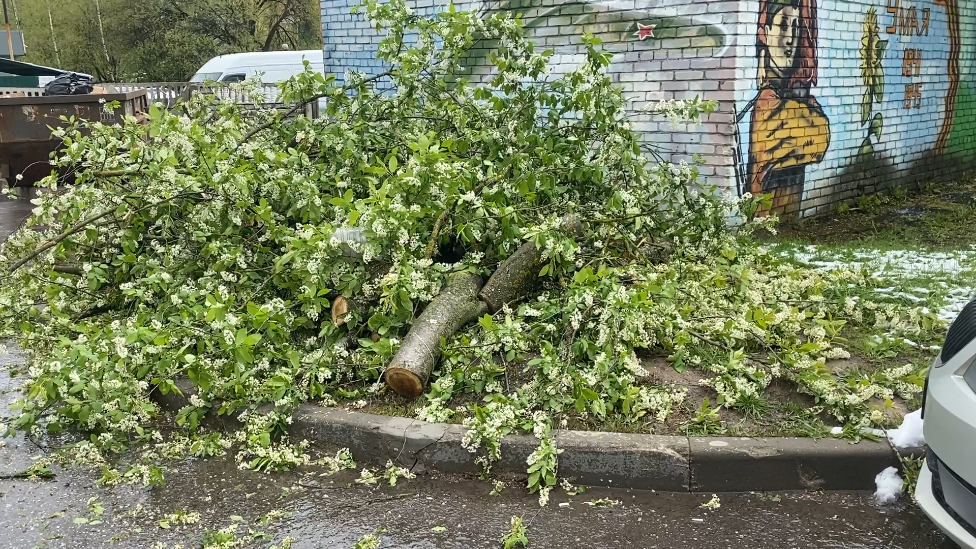 упало дерево, снег в мае,  стихия,  власиха коммунальные службы,