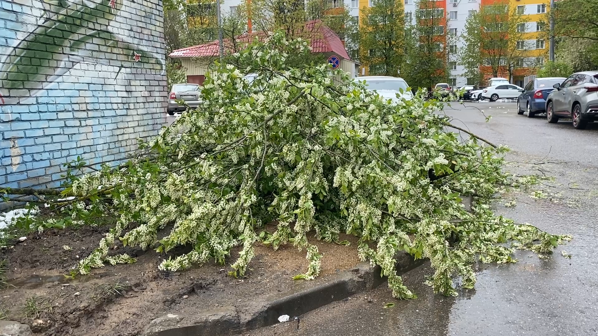упало дерево, снег в мае,  стихия,  власиха коммунальные службы,