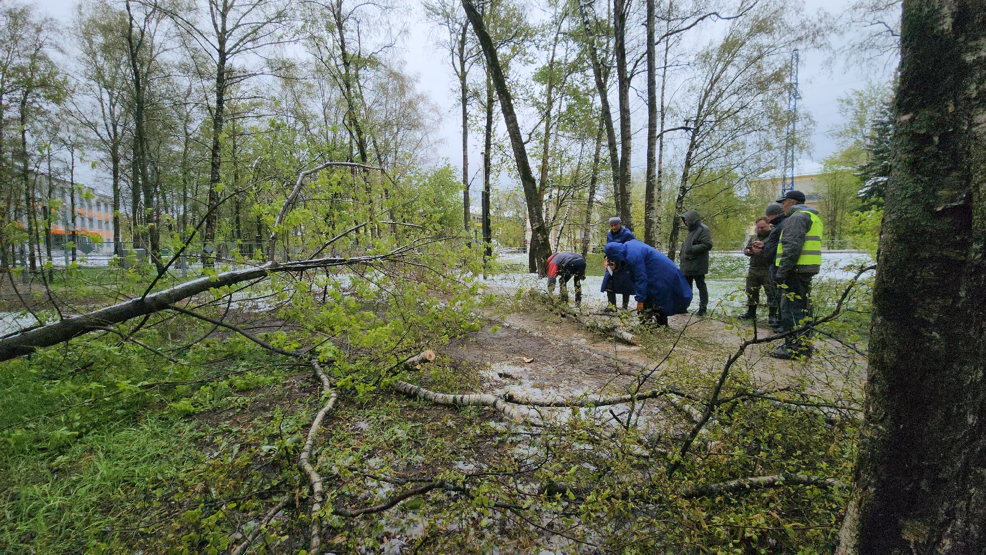 последствия стихии, Деревья, Лобня,