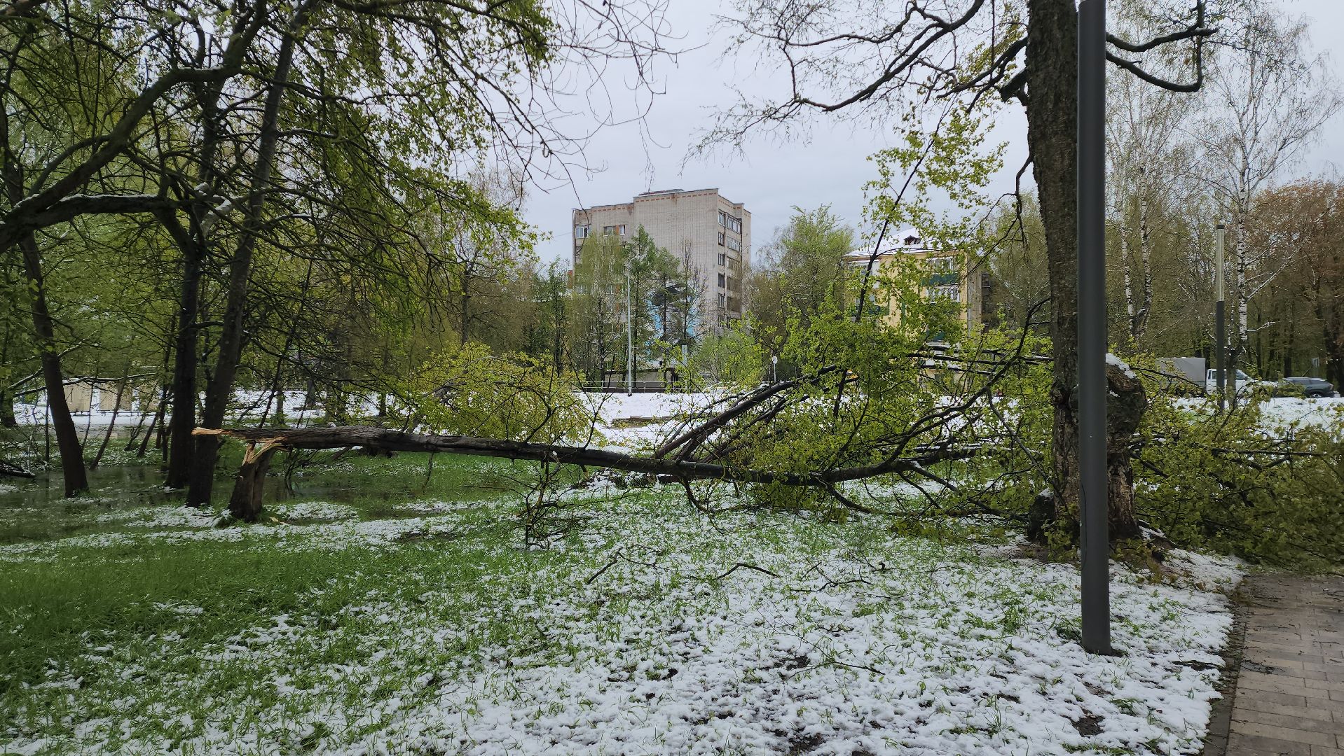 последствия стихии, Деревья, Лобня,