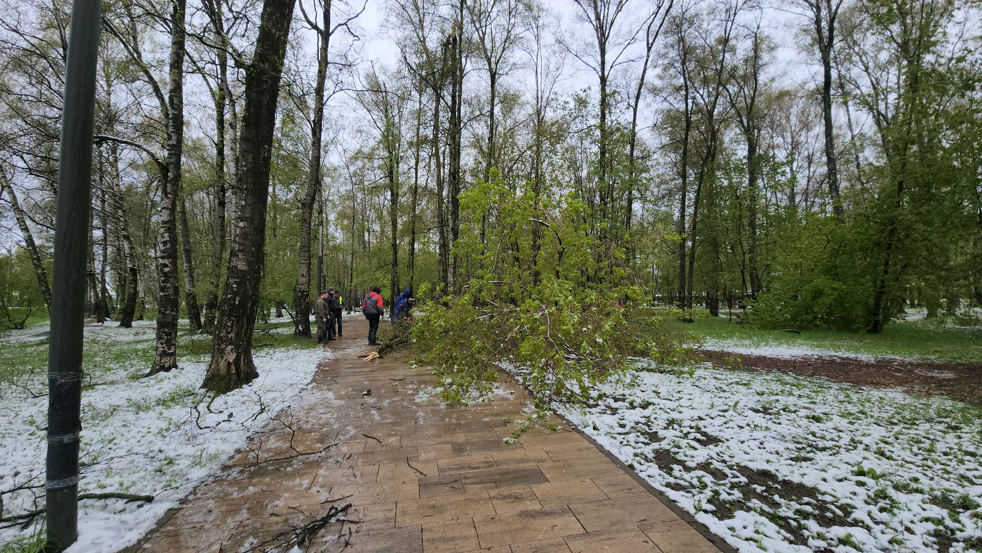 последствия стихии, Деревья, Лобня,