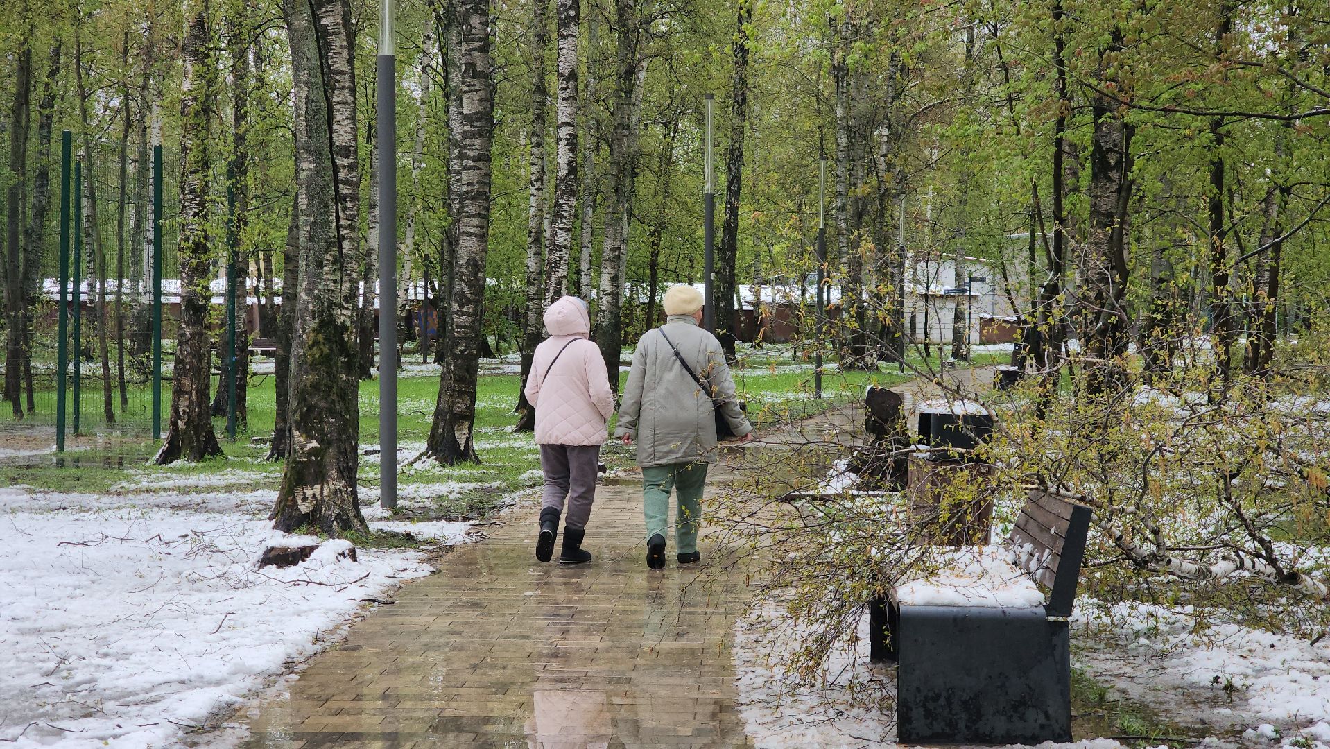 последствия стихии, Деревья, Лобня,