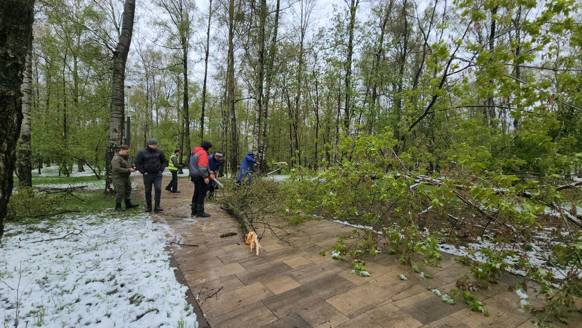 последствия стихии, Деревья, Лобня,