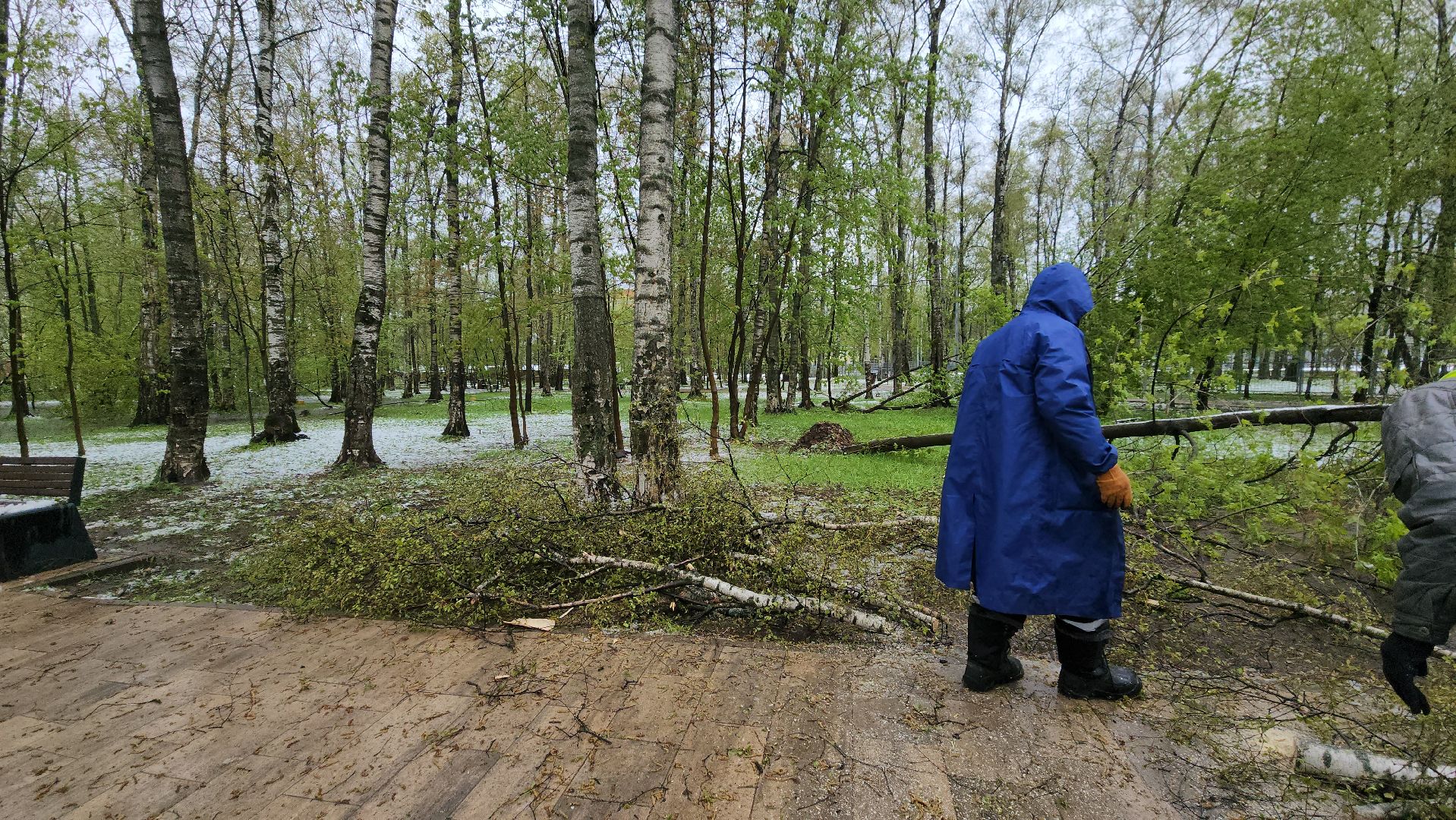 последствия стихии, Деревья, Лобня,
