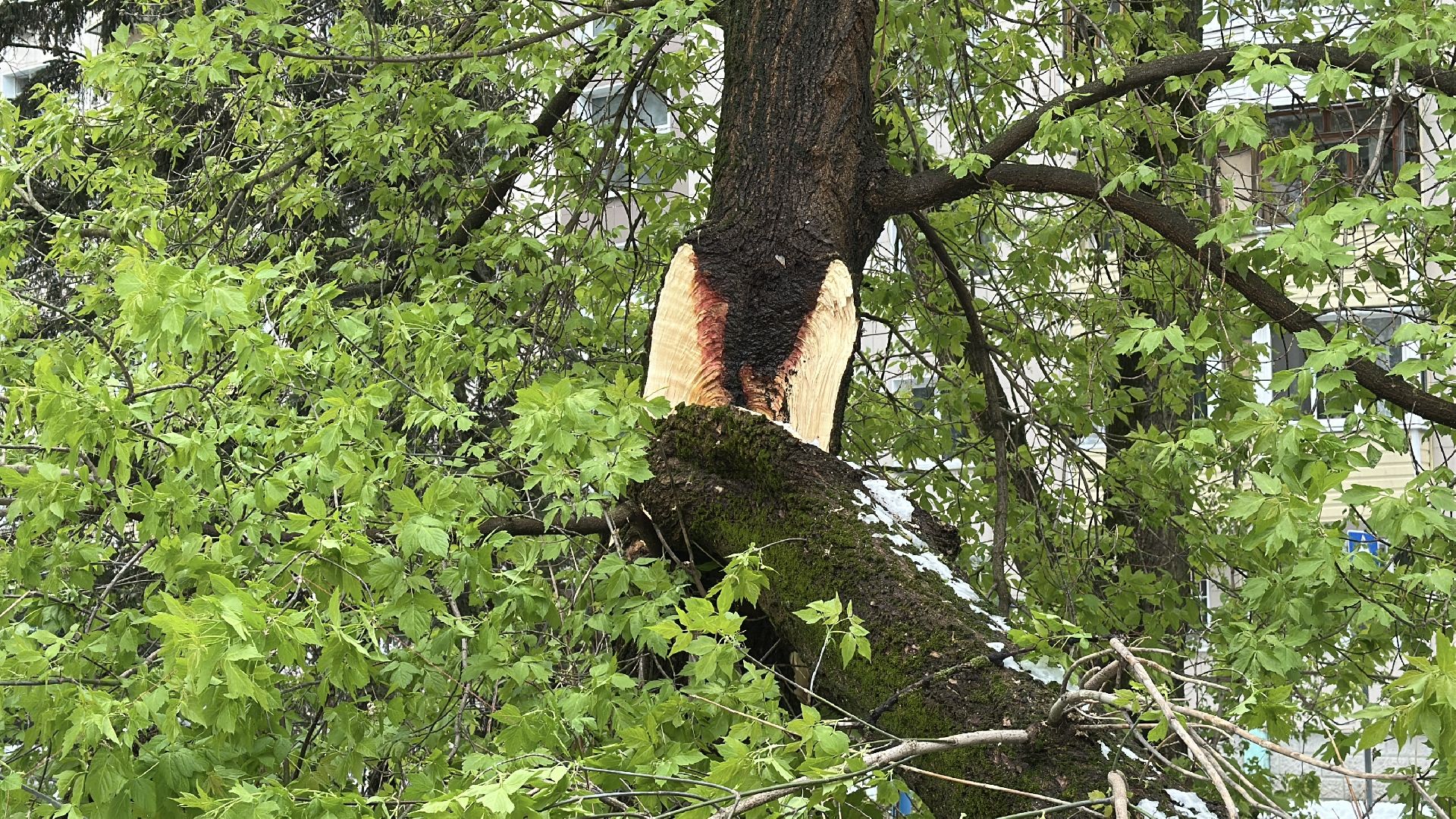 клин, общество, жкх, ликвидация последствий снегопада, чп,