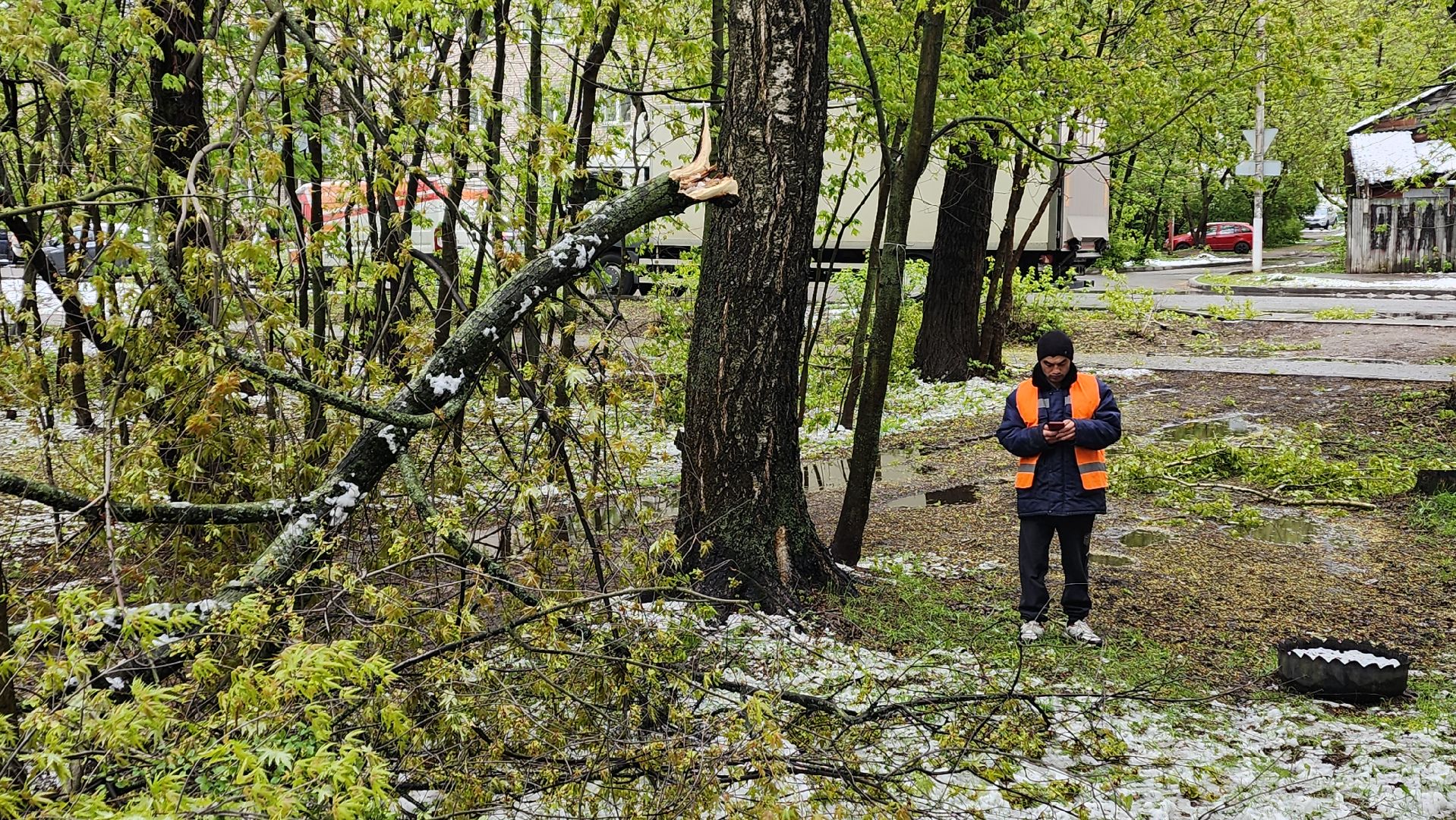 пушкино, ураган, упавшие деревья, коммунальные службы, устранение последствий урагана,