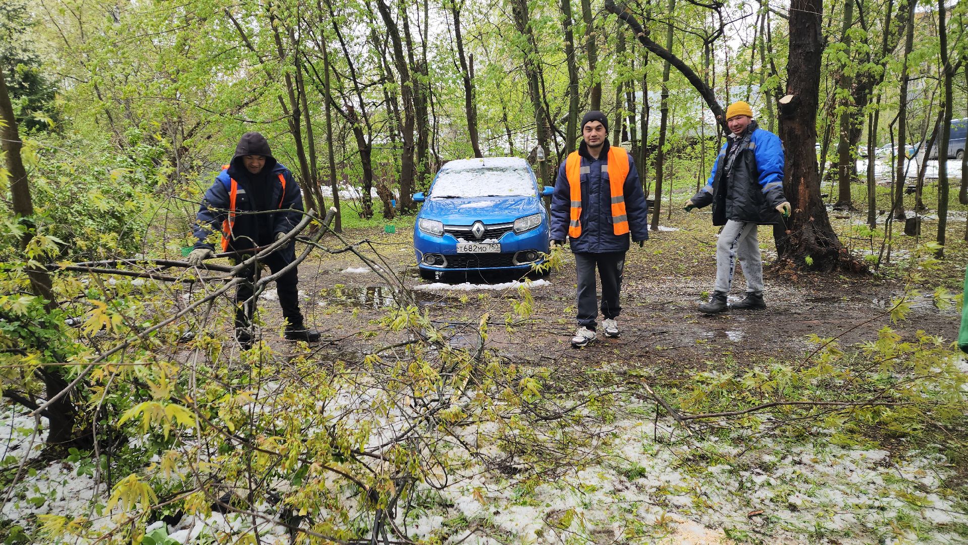 пушкино, ураган, упавшие деревья, коммунальные службы, устранение последствий урагана,