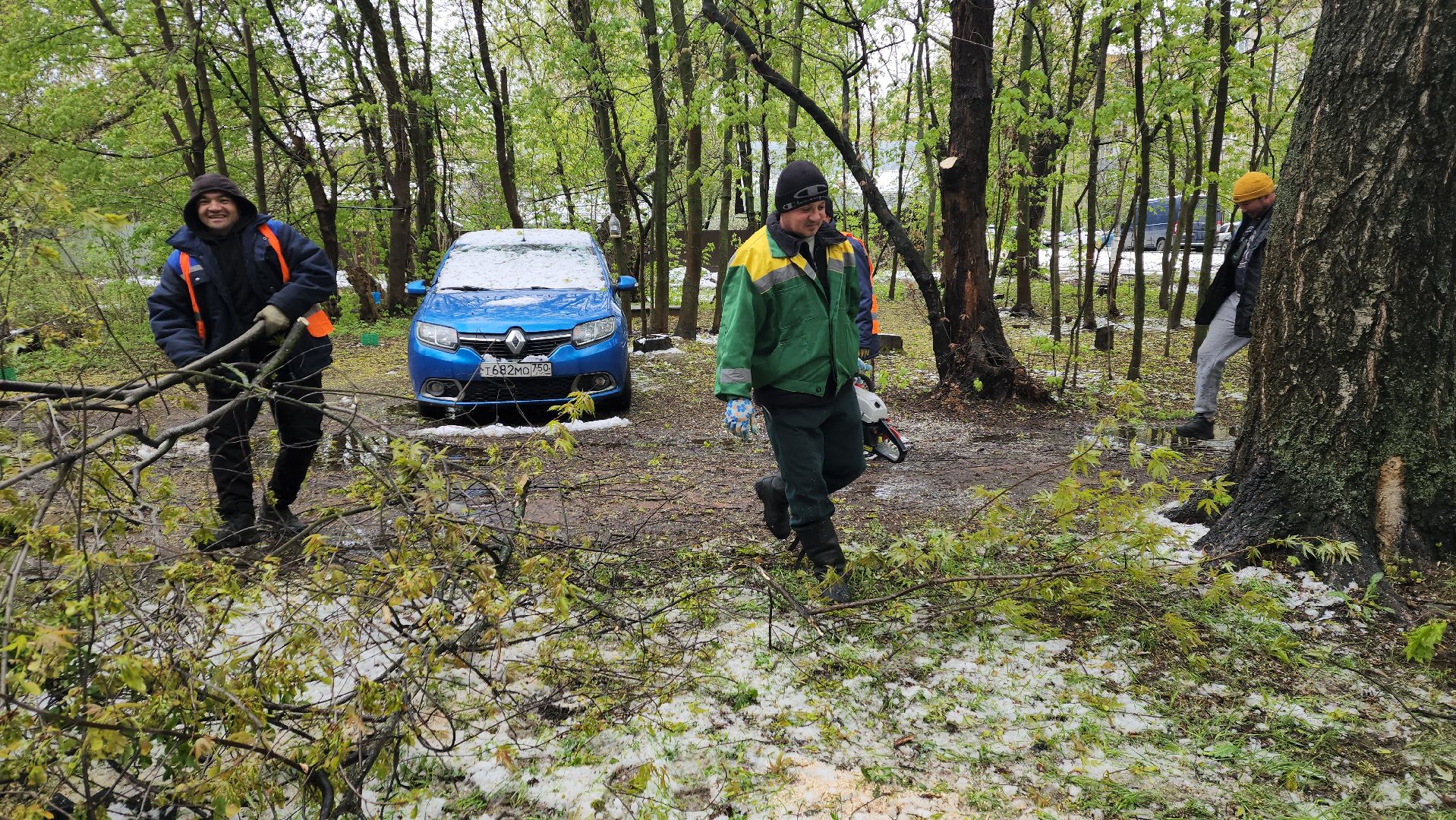 пушкино, ураган, упавшие деревья, коммунальные службы, устранение последствий урагана,