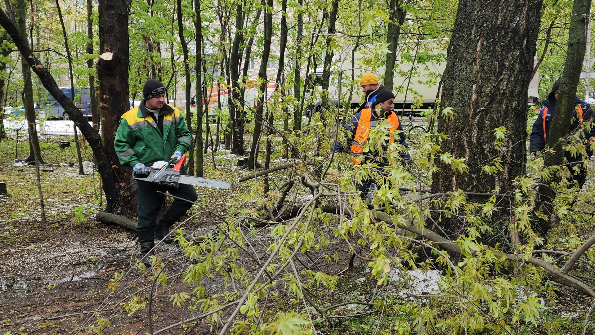 пушкино, ураган, упавшие деревья, коммунальные службы, устранение последствий урагана,