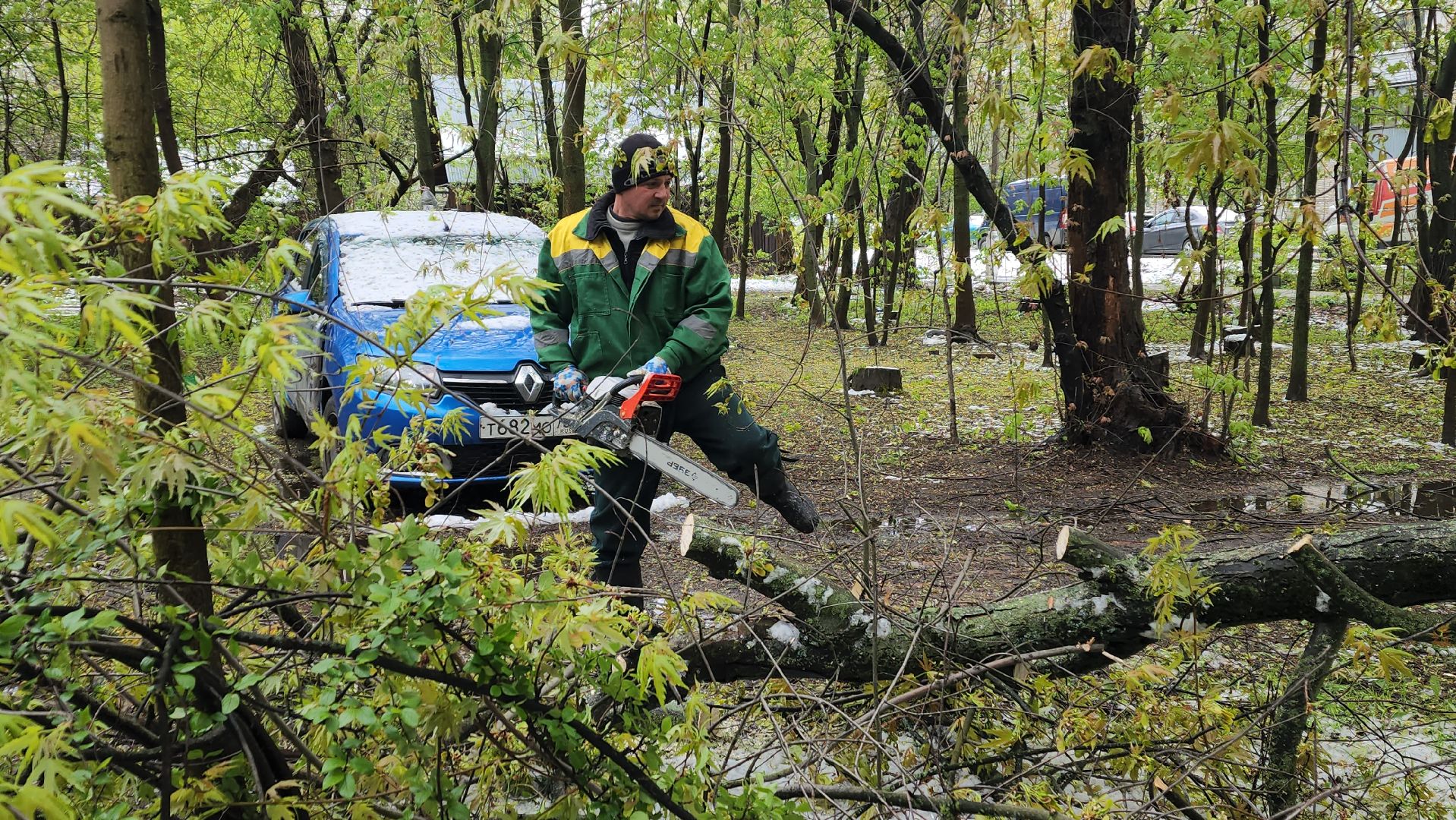 пушкино, ураган, упавшие деревья, коммунальные службы, устранение последствий урагана,