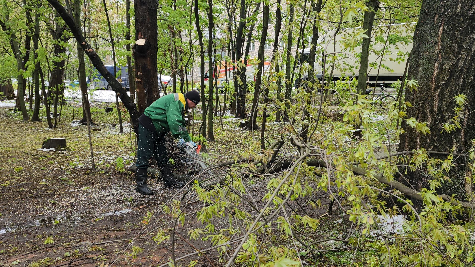 пушкино, ураган, упавшие деревья, коммунальные службы, устранение последствий урагана,