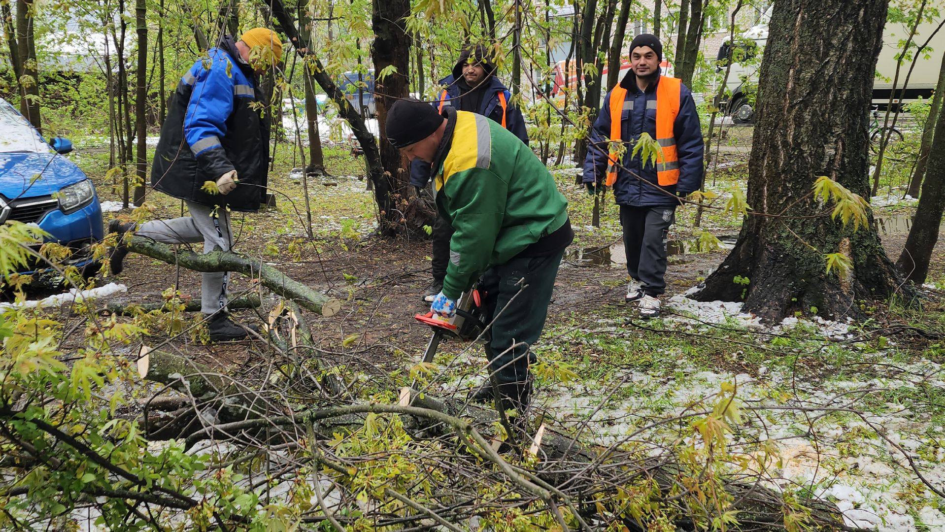 пушкино, ураган, упавшие деревья, коммунальные службы, устранение последствий урагана,