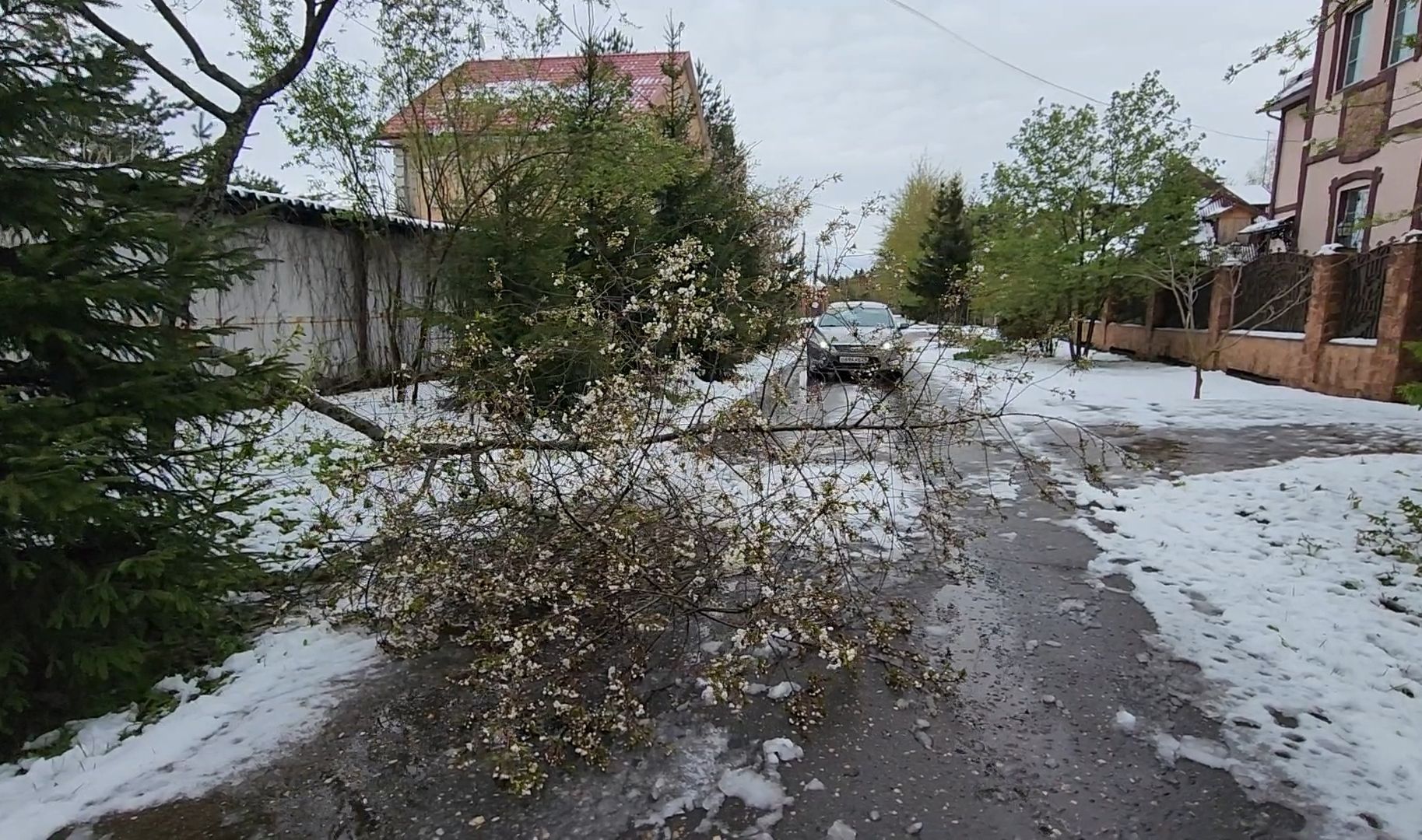 коммунальщики, деревья, бригада, опиловка,