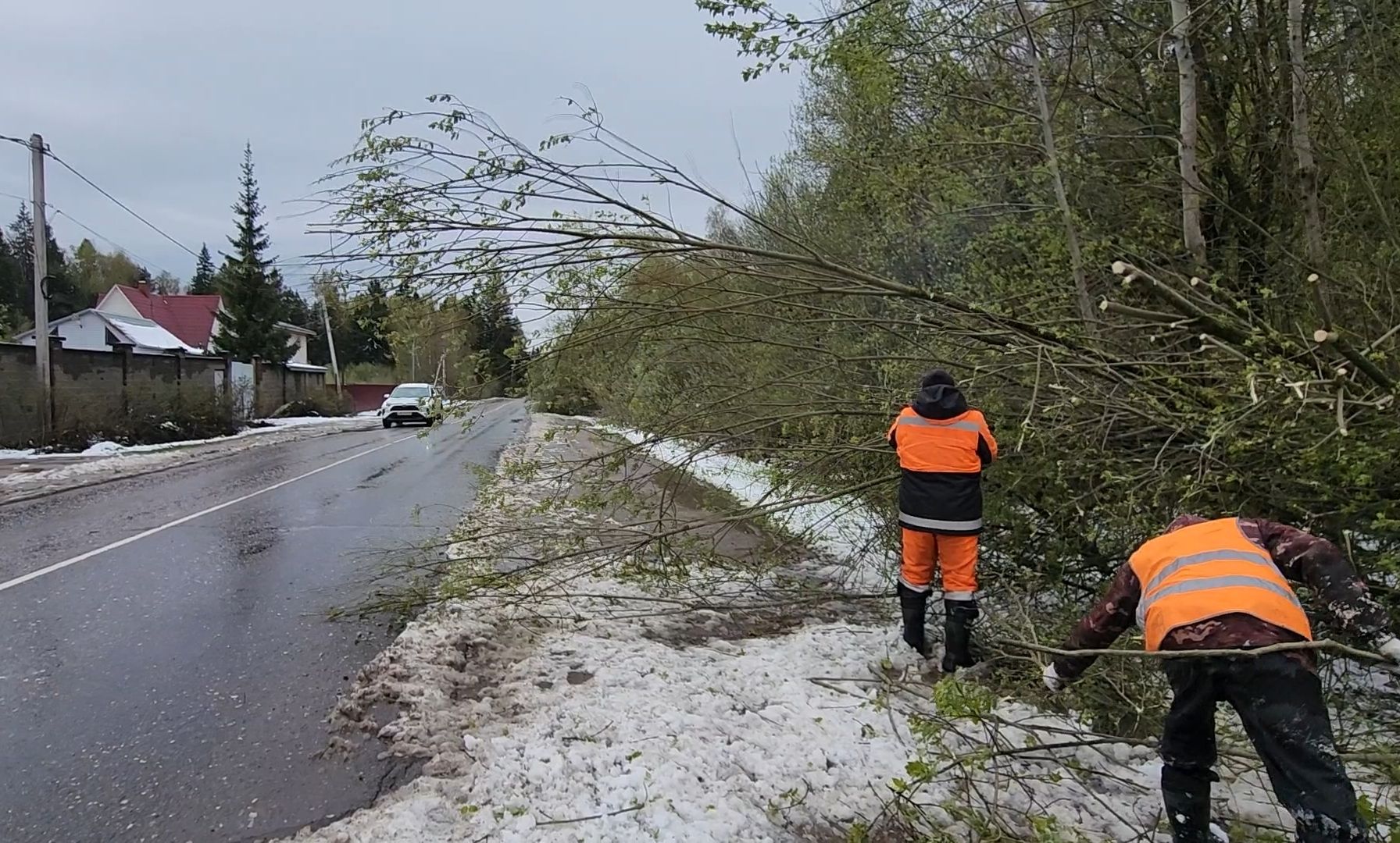 коммунальщики, деревья, бригада, опиловка,