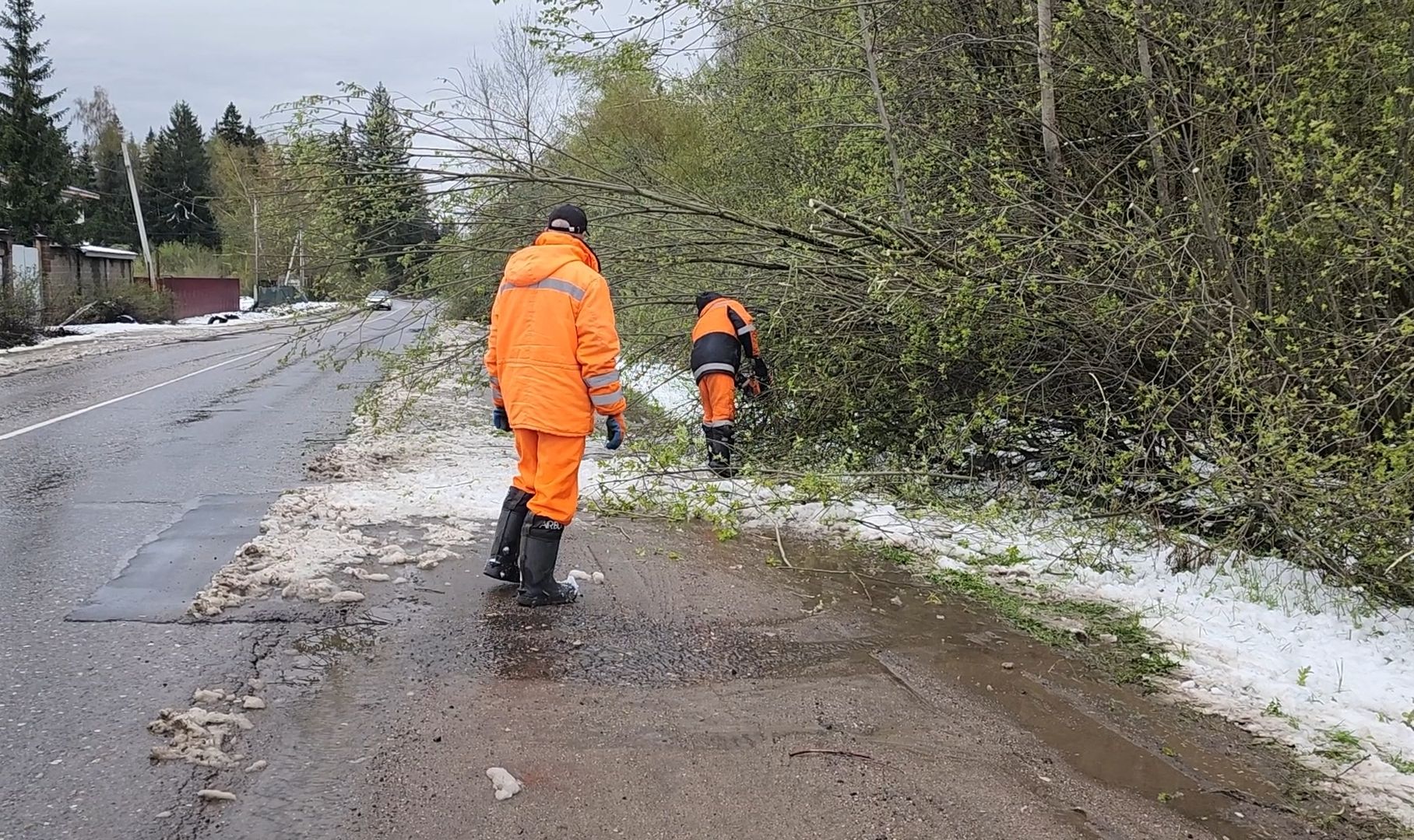 коммунальщики, деревья, бригада, опиловка,