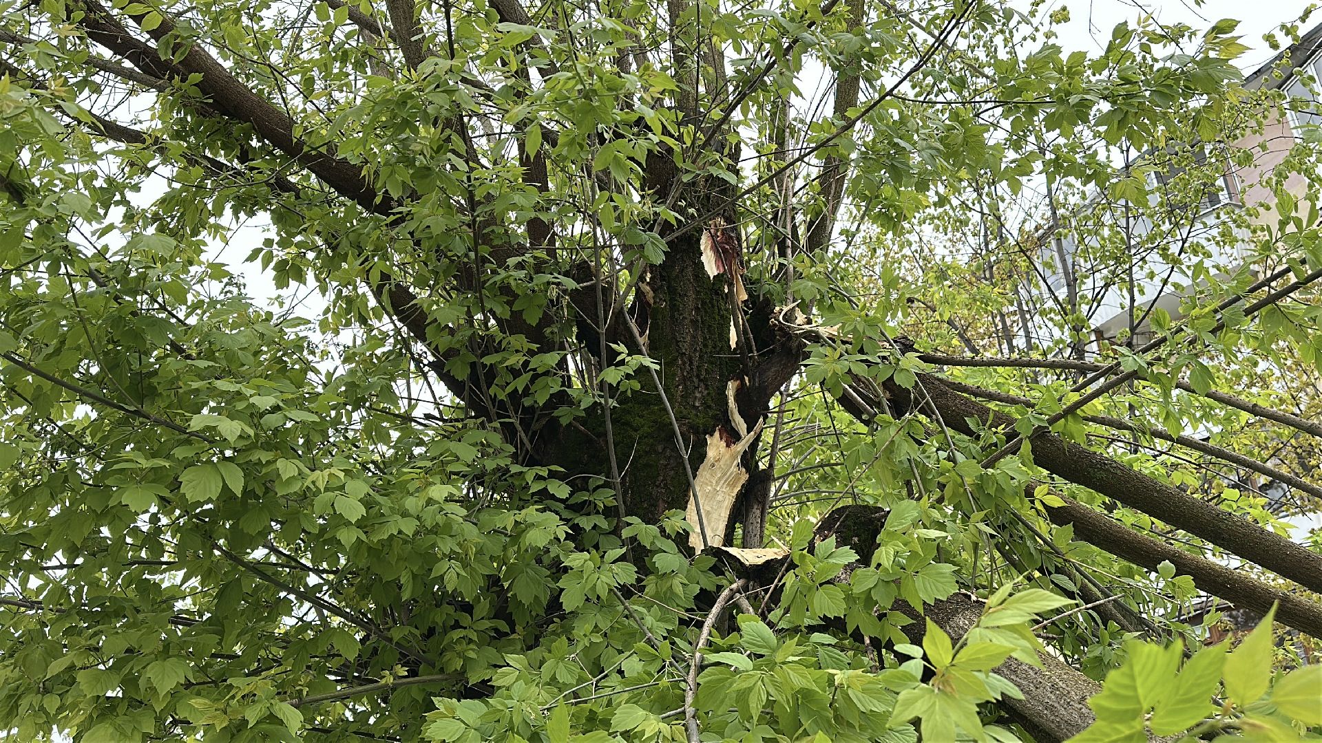 клин, общество, жкх, чп, устранение последствий снегопада,