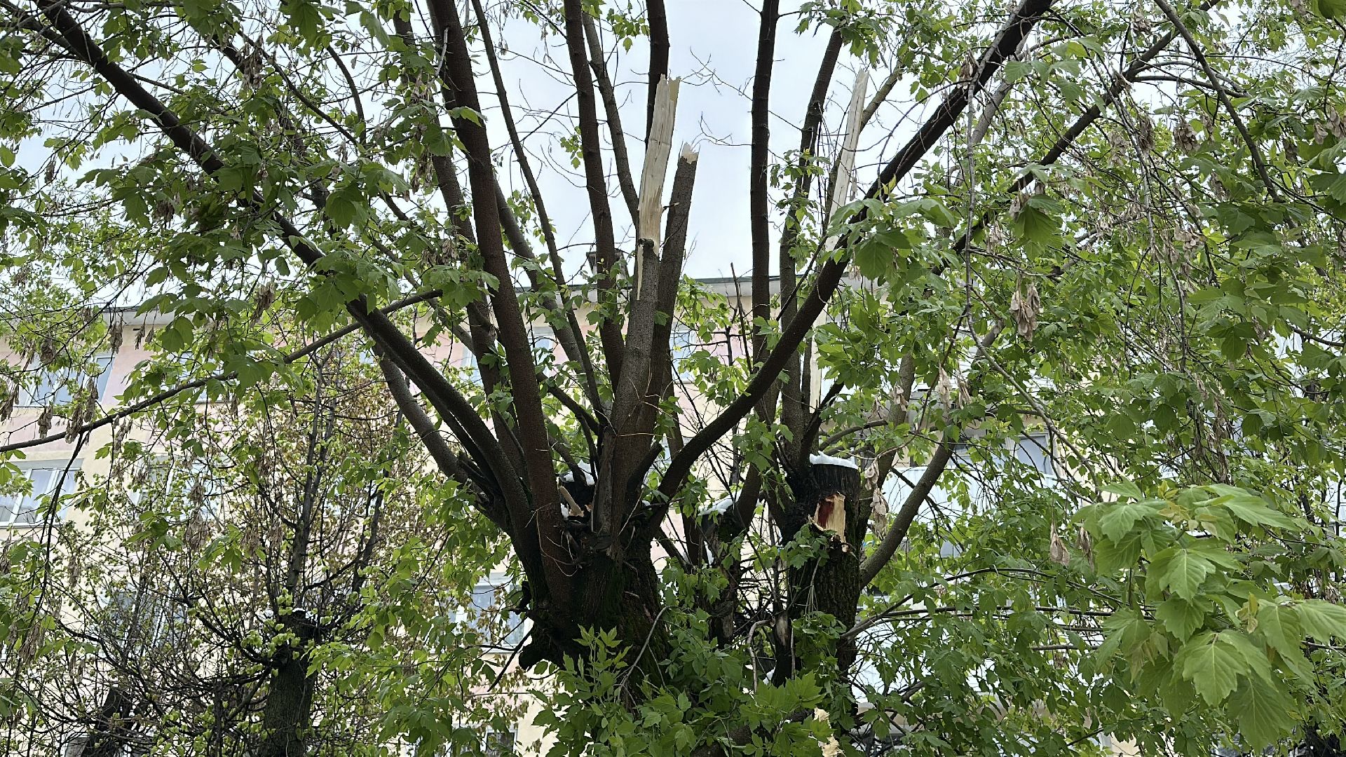 клин, общество, жкх, чп, устранение последствий снегопада,