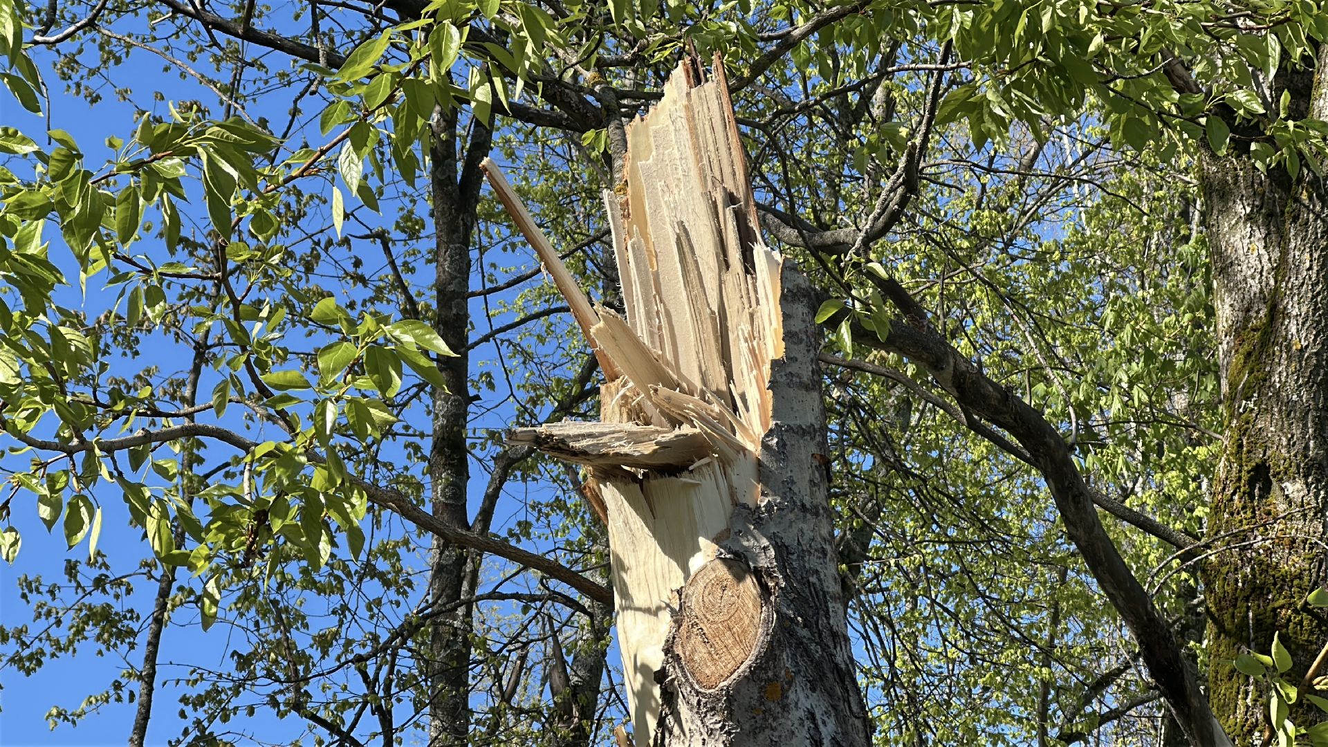 клин, общество, чп, жкх, устранение последствий снегопада,