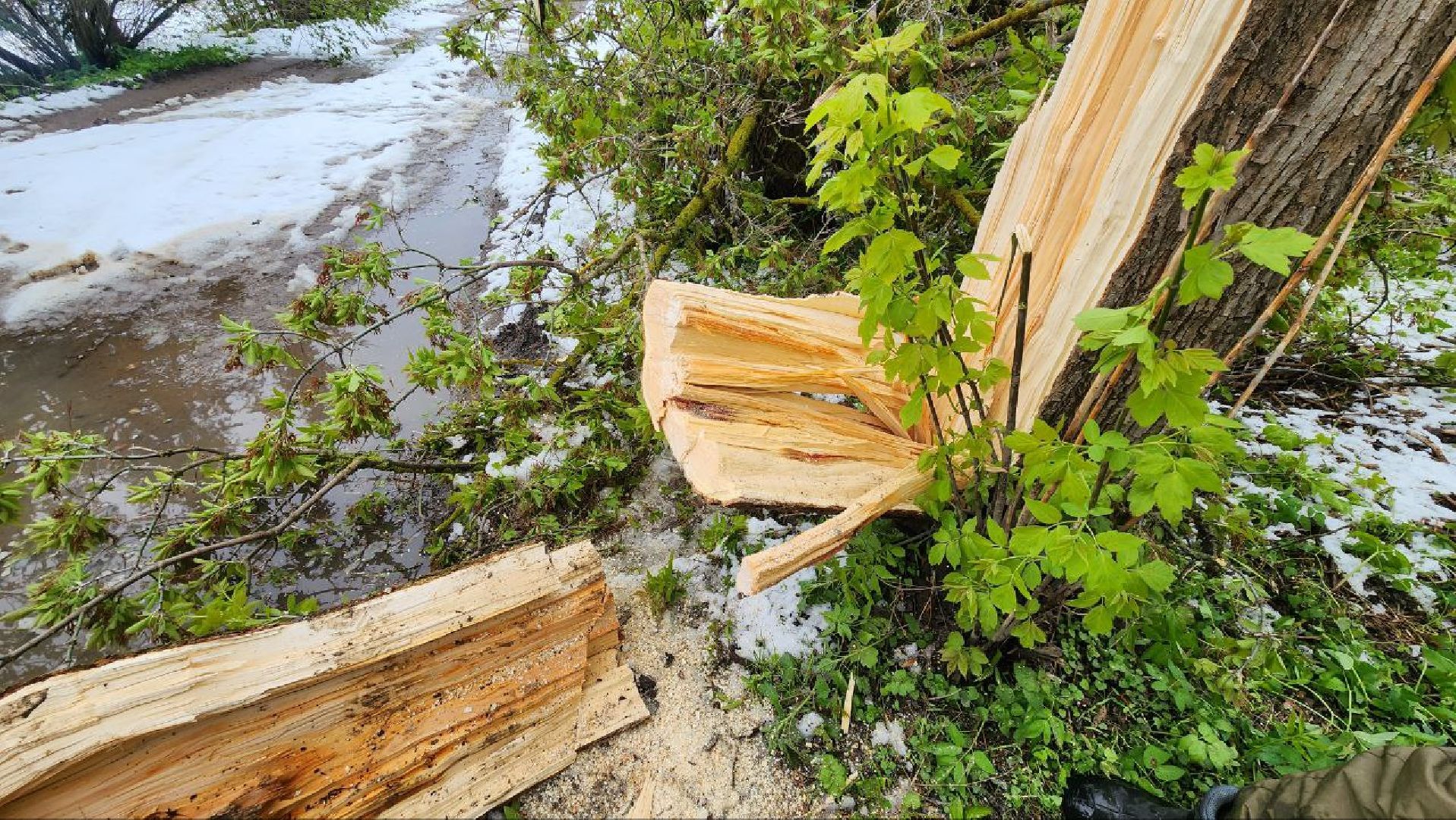 Дмитров, Яхрома, ЧП, Циклон, Россети,