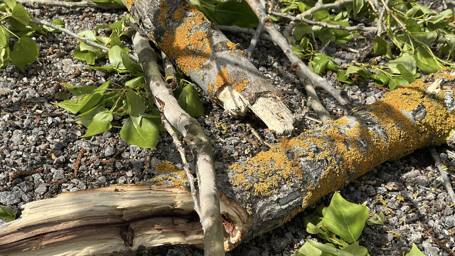 клин, общество, жкх, чп, устранение последствий снегопада, болотоход, эксклюзив,