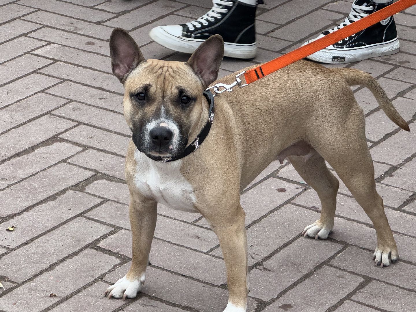 мотосезон, байкеры, белые вороны, балашиха, фабрика 1830,