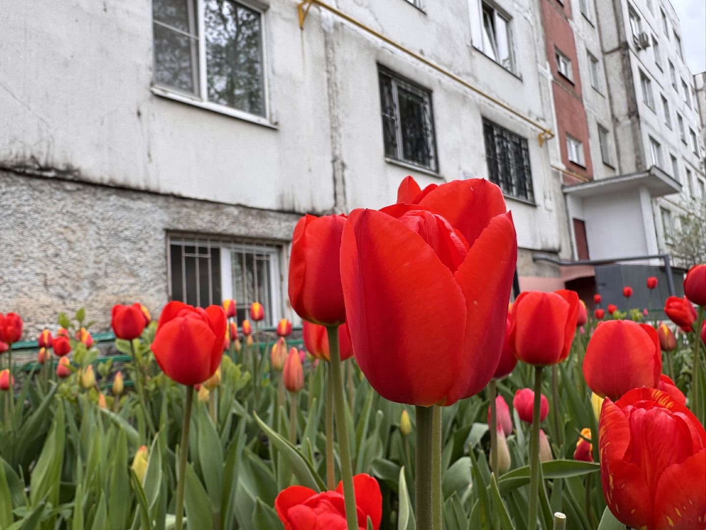 Одинцово, Поздравление ветеранов, Депутат Киреев,