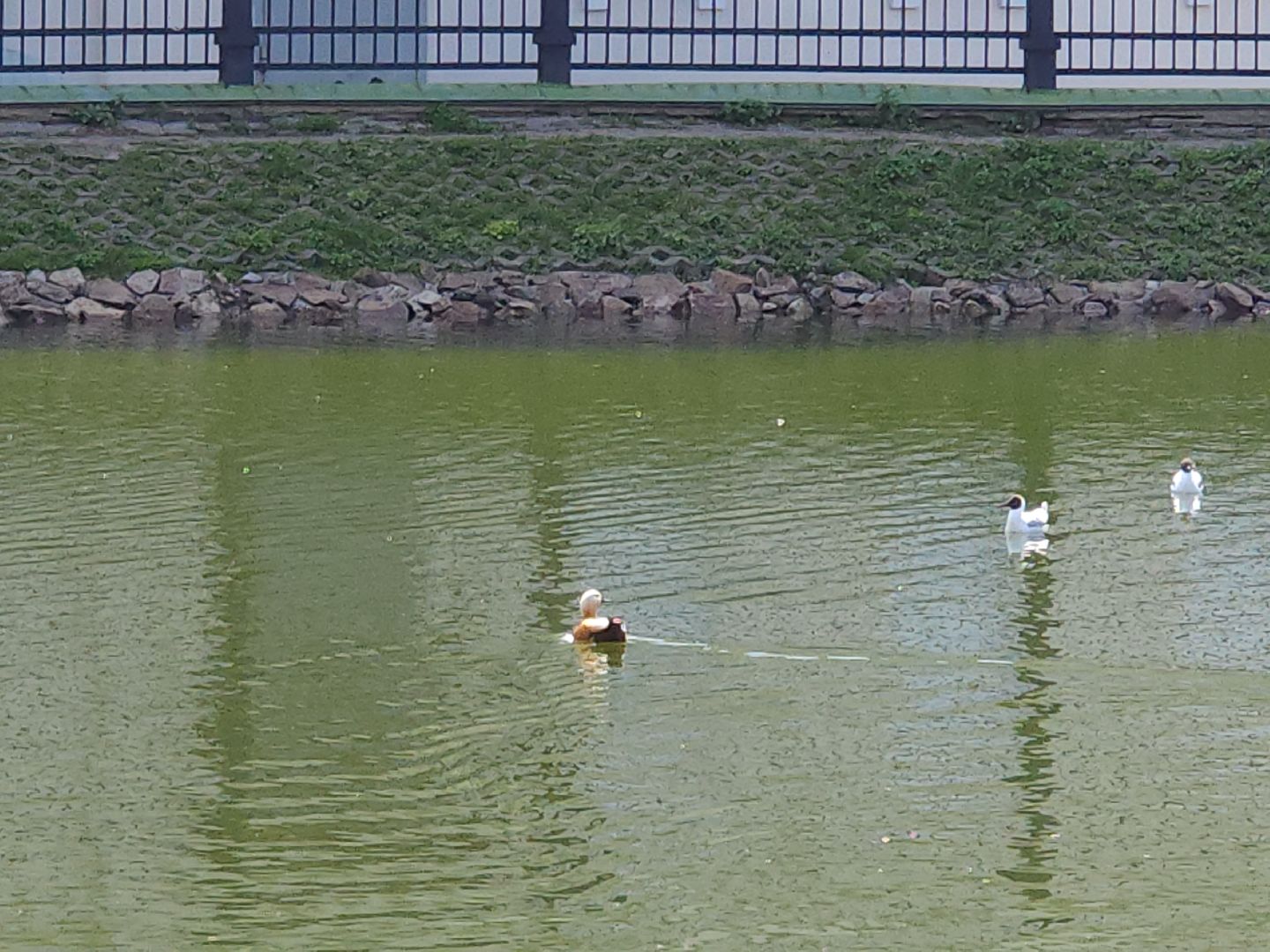 сергиев посад, белый пруд, огари, красные утки,