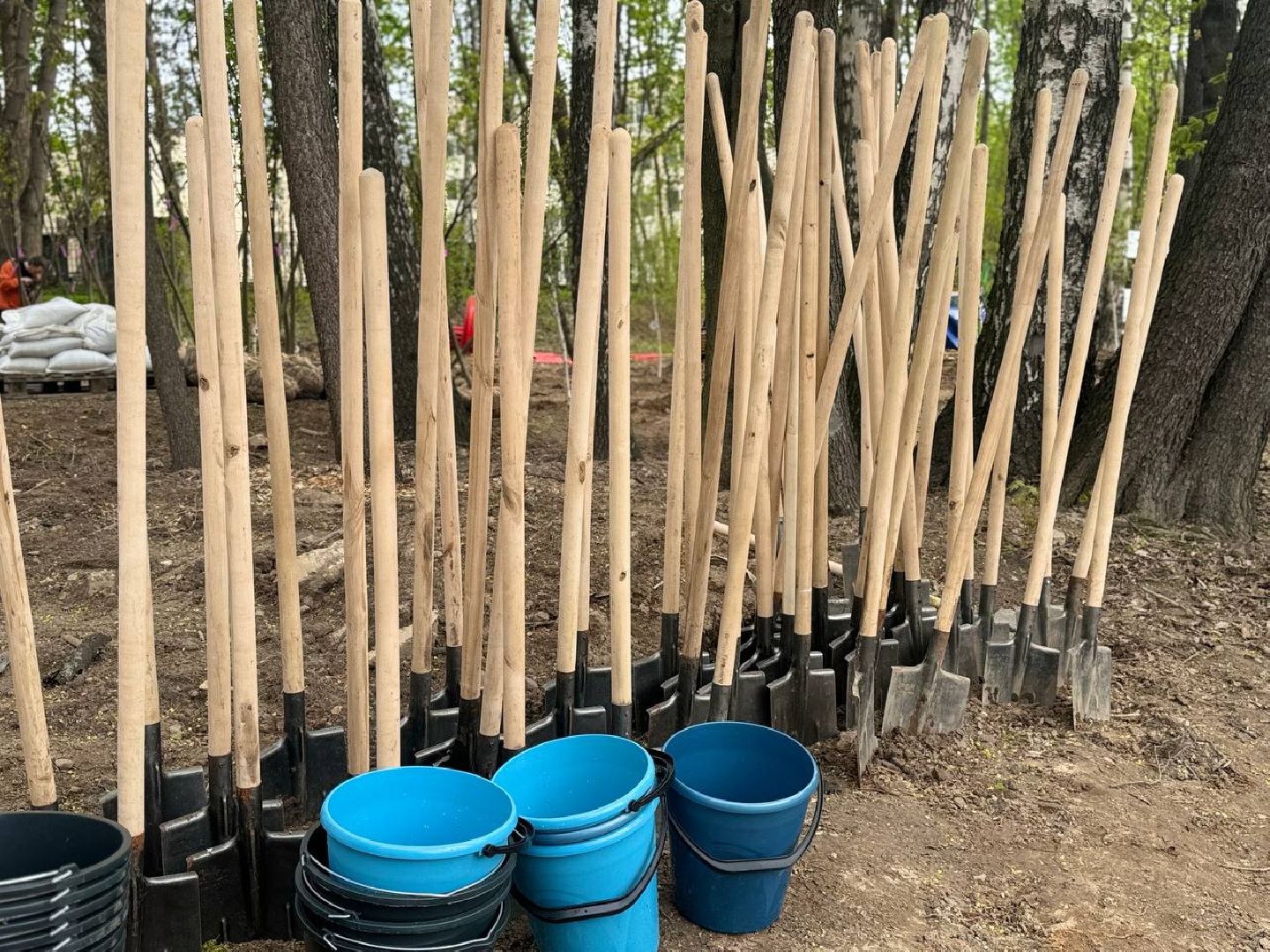 сад памяти, акция, посадка деревьев, кучинский лесопарк,