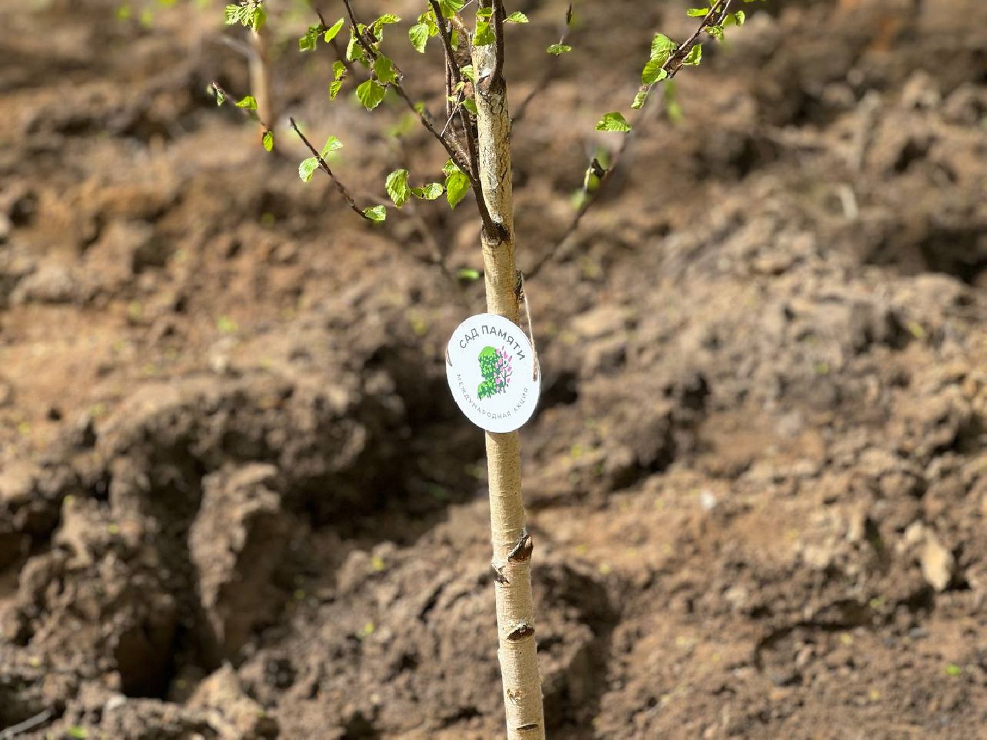 сад памяти, акция, посадка деревьев, кучинский лесопарк,