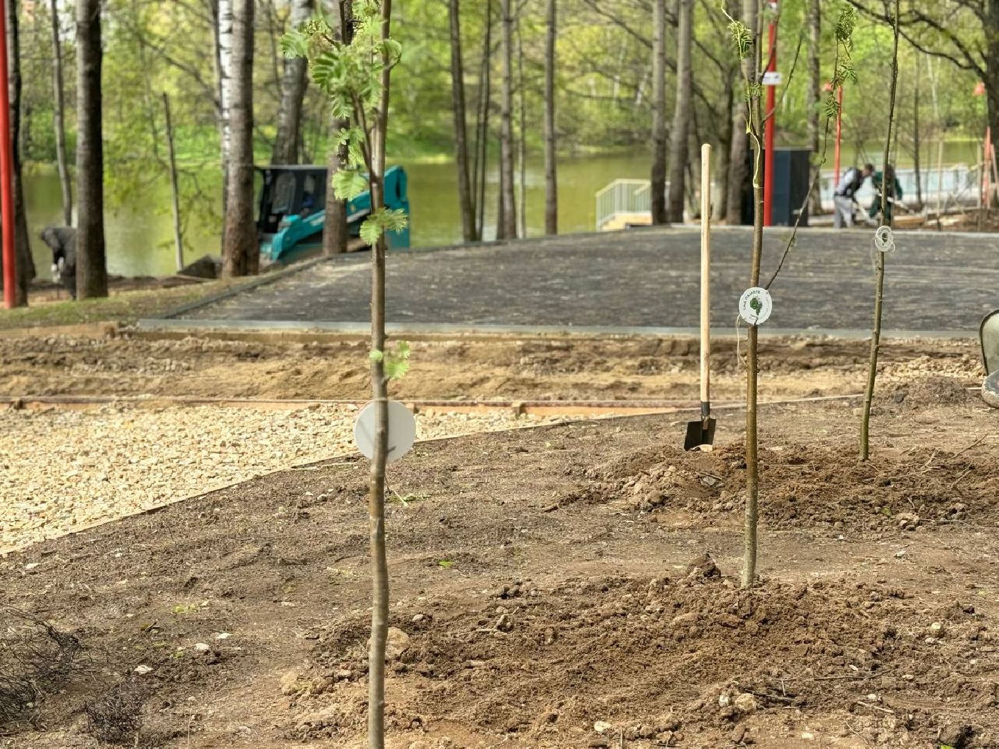 сад памяти, акция, посадка деревьев, кучинский лесопарк,