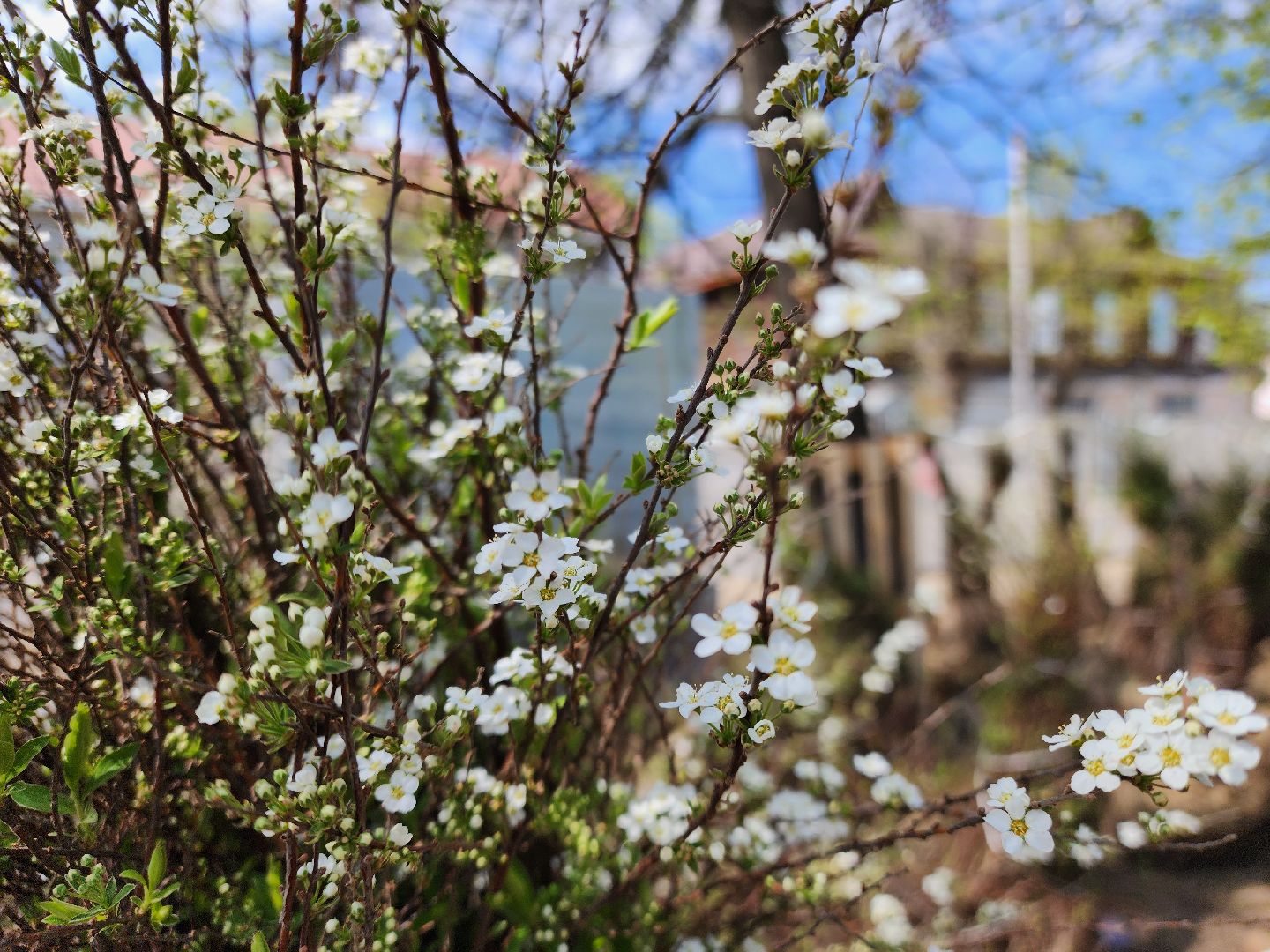 Ногинск, Благоустройство , Ремонт, Жители , Растения ,