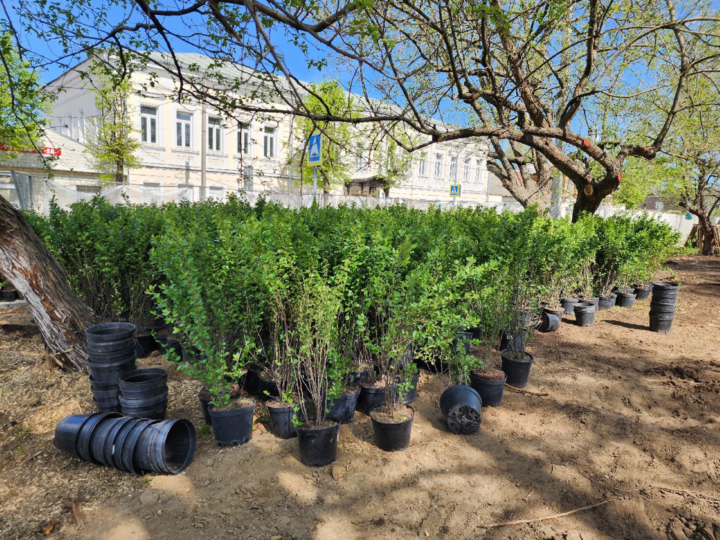 Ногинск, Благоустройство , Ремонт, Жители , Растения ,