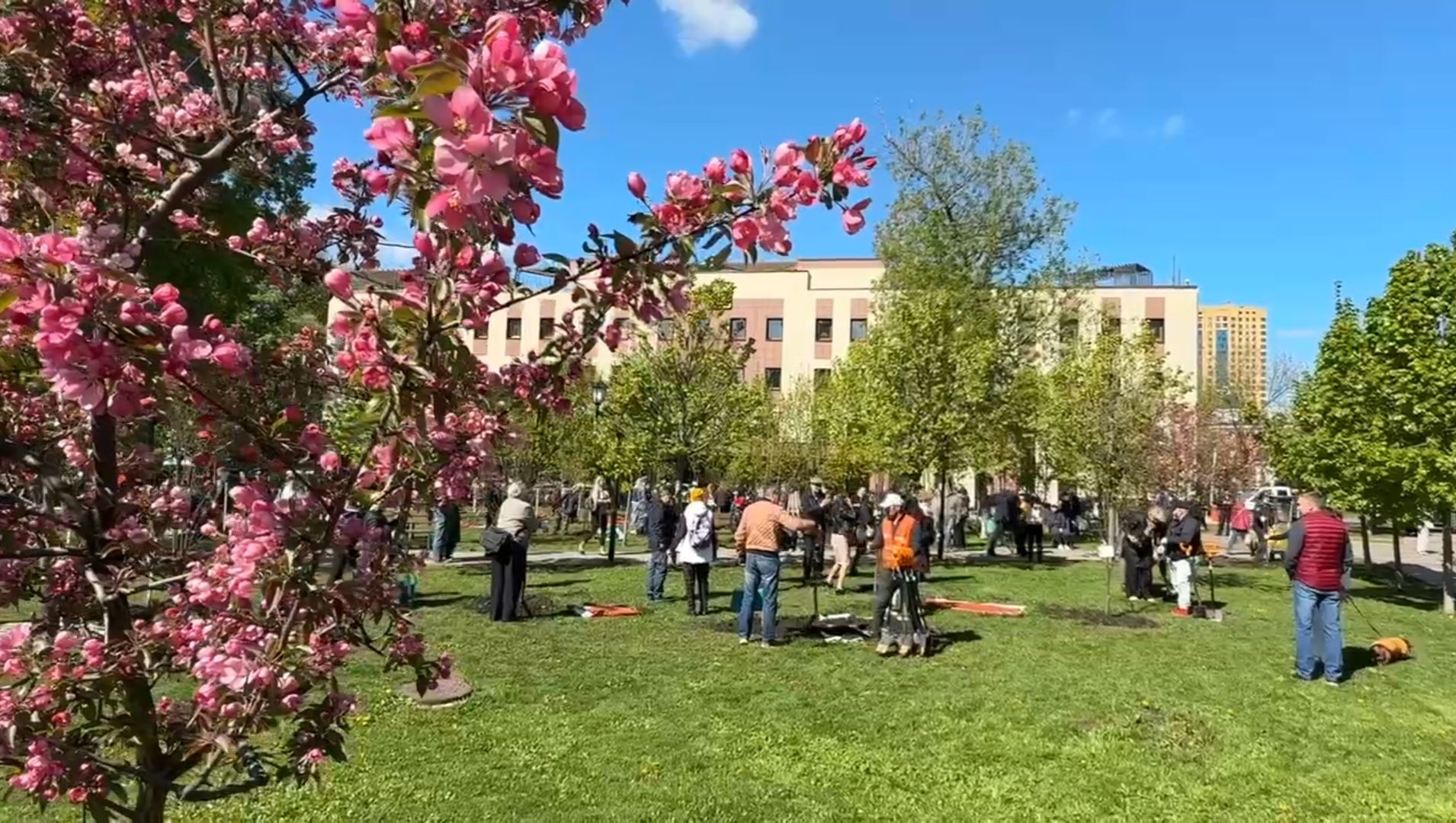 Реутов , Сад памяти, Посадка деревьев , Липы, Яблони,Черемуха,  Береза,